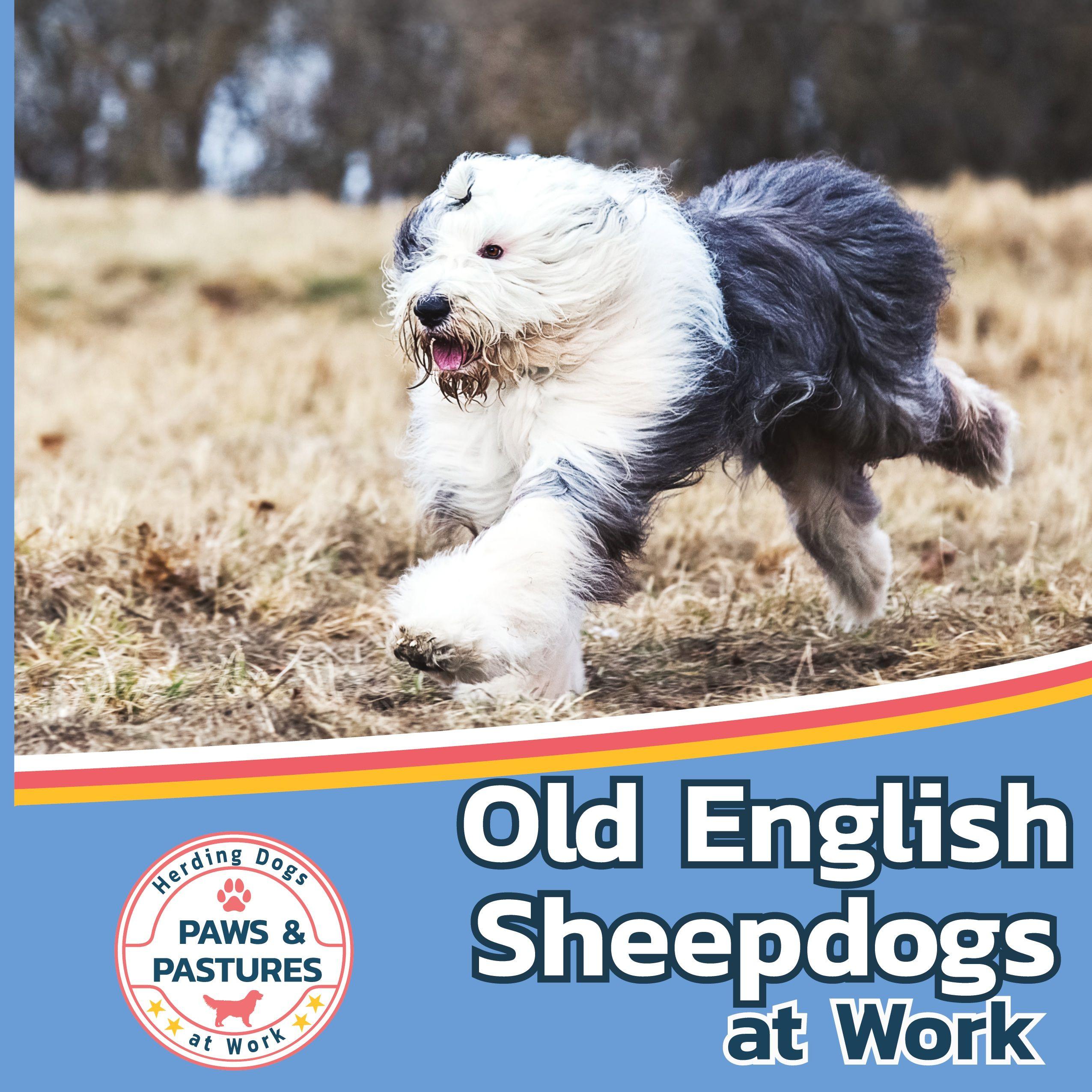 Vorderes Coverbild Old English Sheepdogs at Work