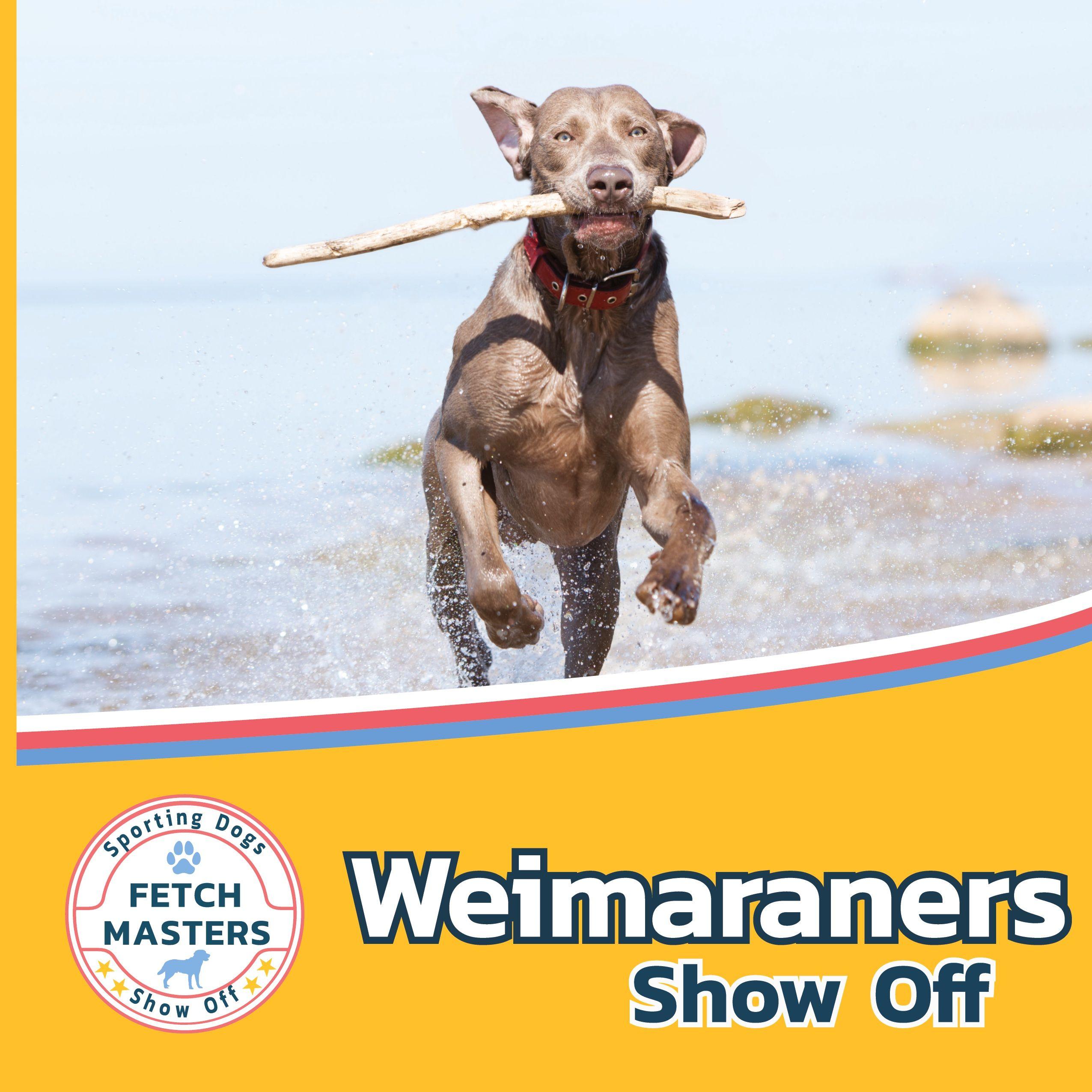 Vorderes Coverbild Weimaraners Show Off