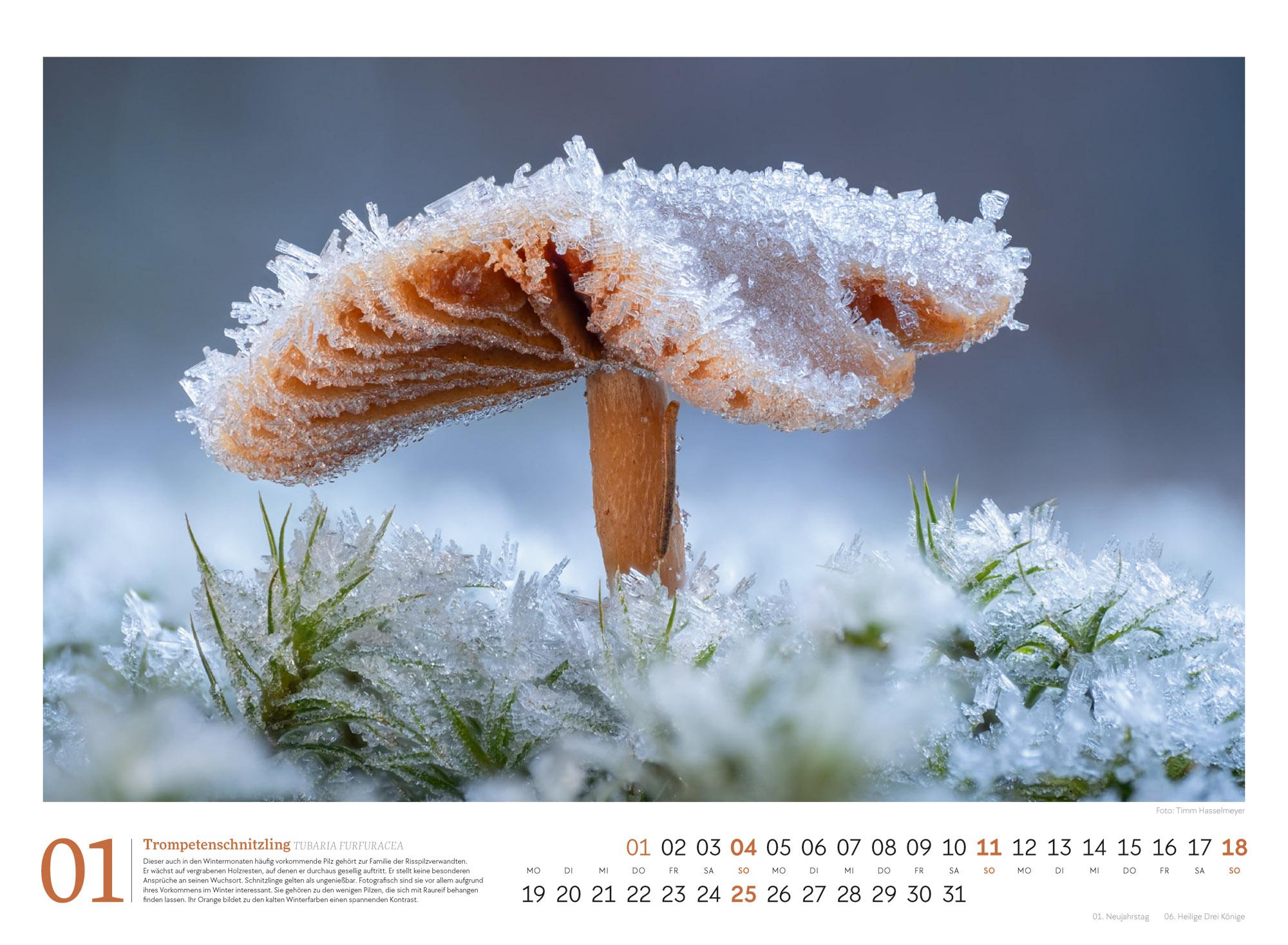 Beispielinhalt (Bild) Pilze Kalender 2026 | Vielfalt am Waldboden