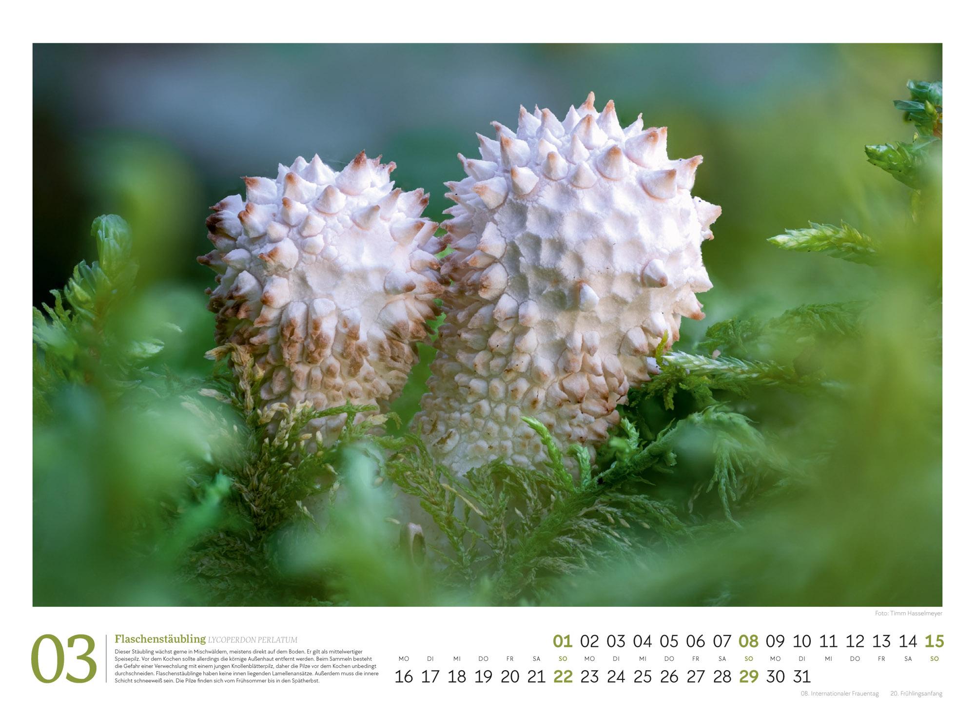 Beispielinhalt (Bild) Pilze Kalender 2026 | Vielfalt am Waldboden