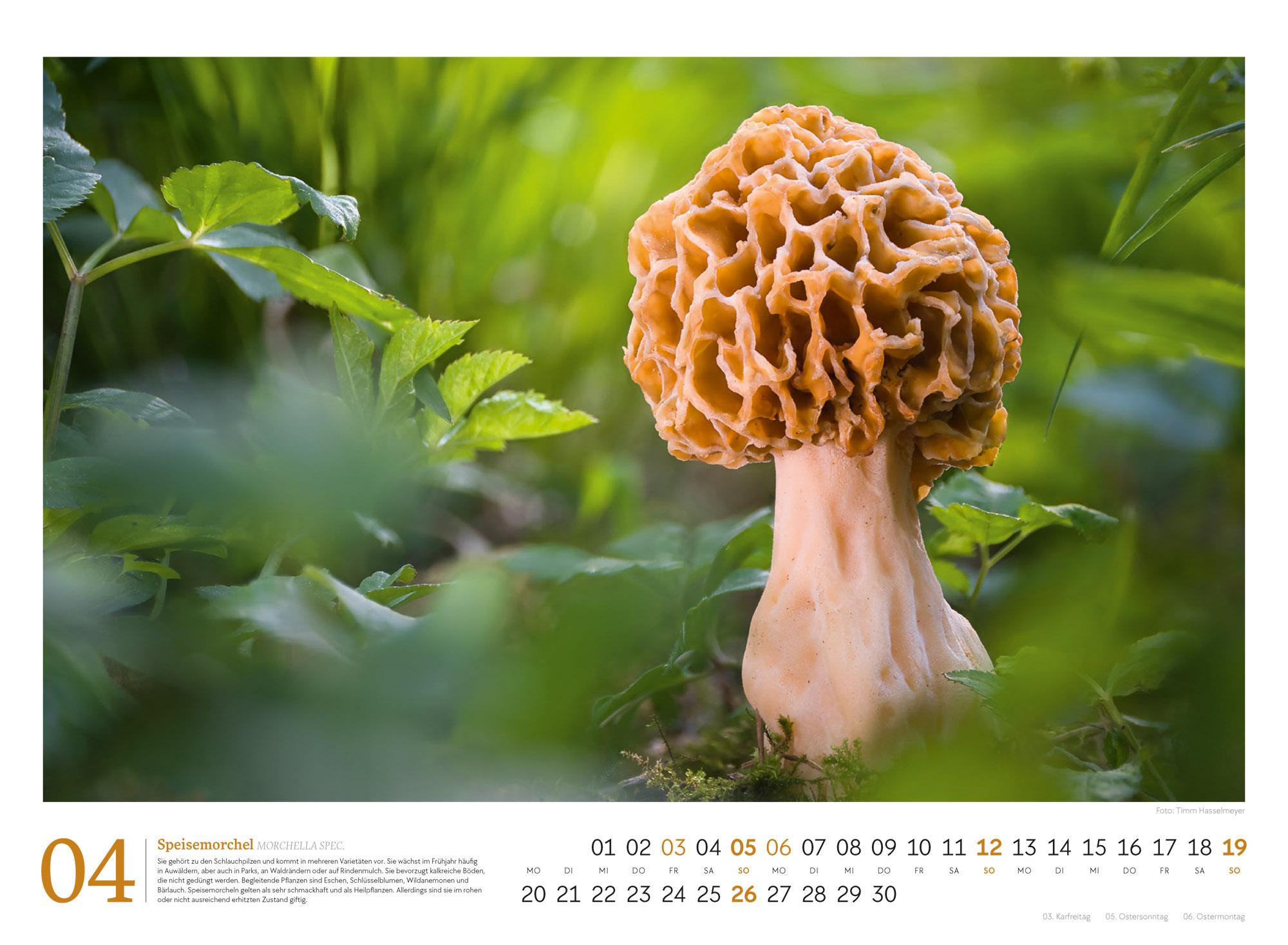 Beispielinhalt (Bild) Pilze Kalender 2026 | Vielfalt am Waldboden