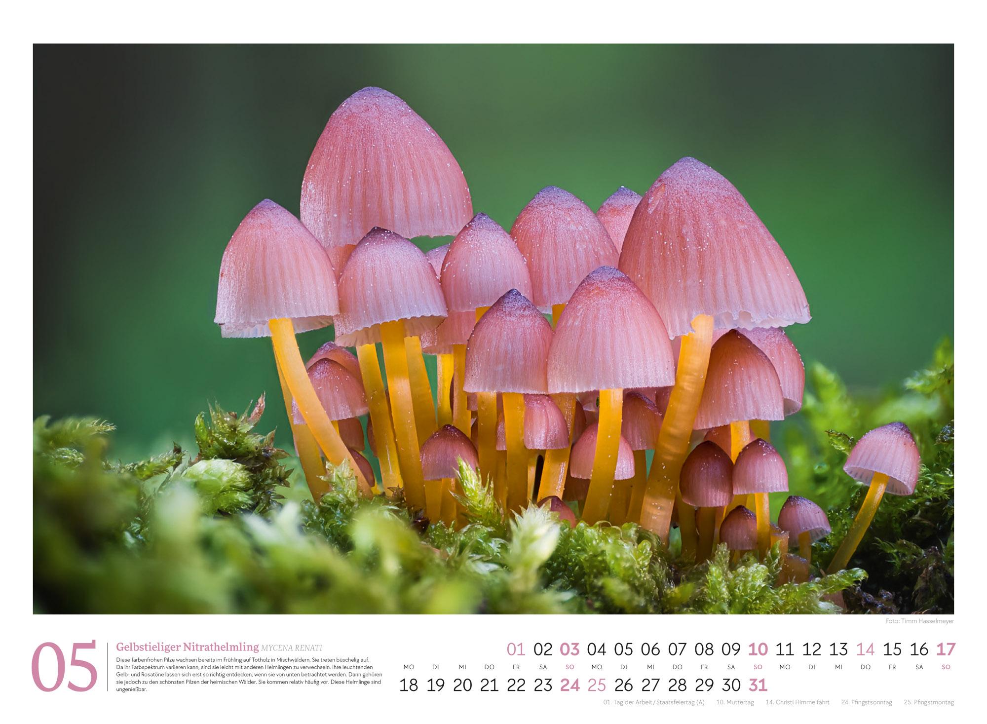 Beispielinhalt (Bild) Pilze Kalender 2026 | Vielfalt am Waldboden