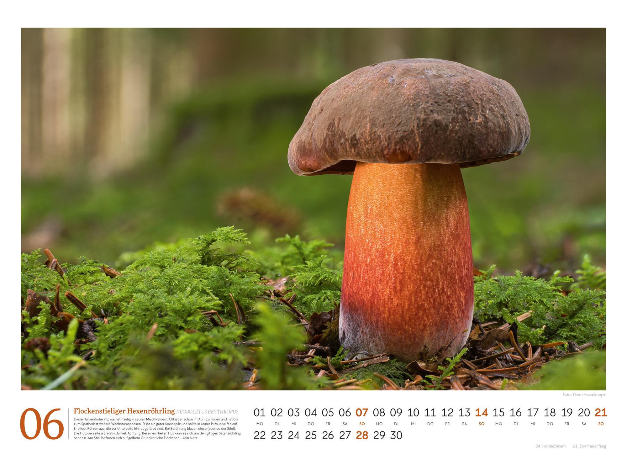 Beispielinhalt (Bild) Pilze Kalender 2026 | Vielfalt am Waldboden
