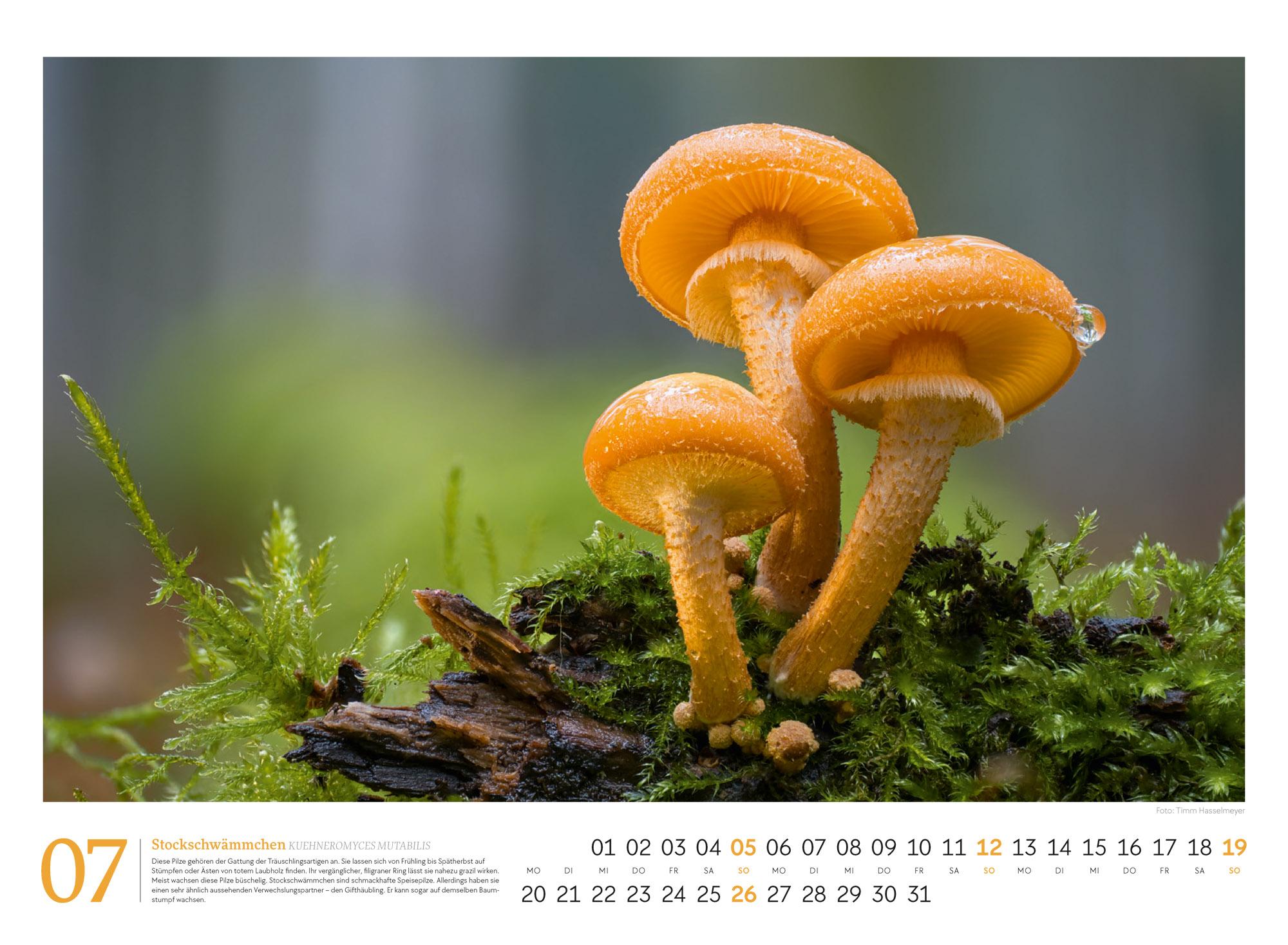 Beispielinhalt (Bild) Pilze Kalender 2026 | Vielfalt am Waldboden