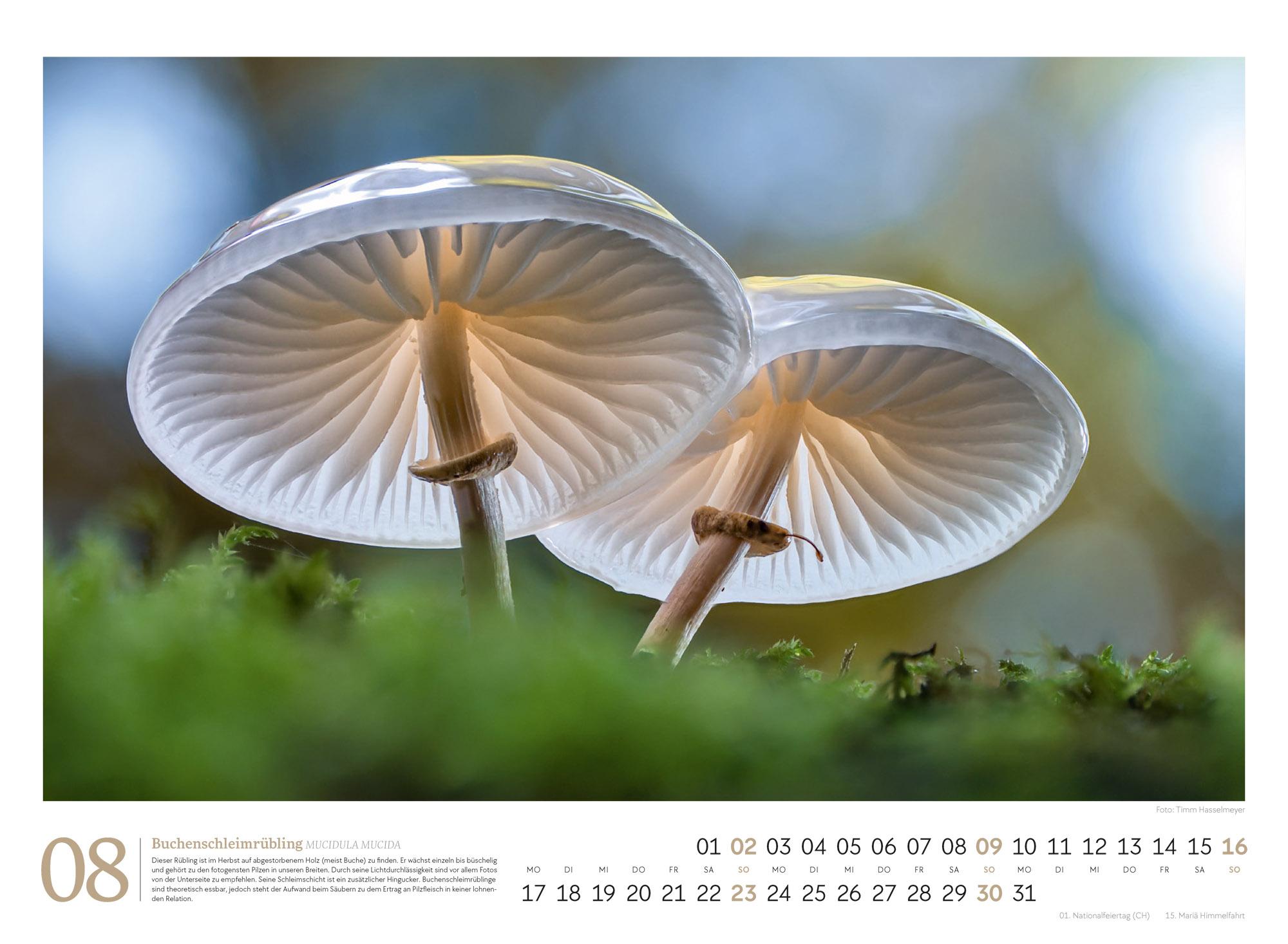 Beispielinhalt (Bild) Pilze Kalender 2026 | Vielfalt am Waldboden