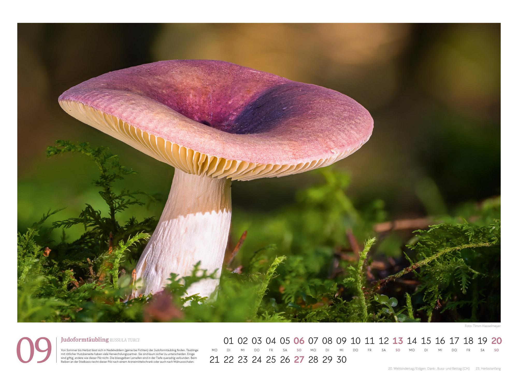 Beispielinhalt (Bild) Pilze Kalender 2026 | Vielfalt am Waldboden