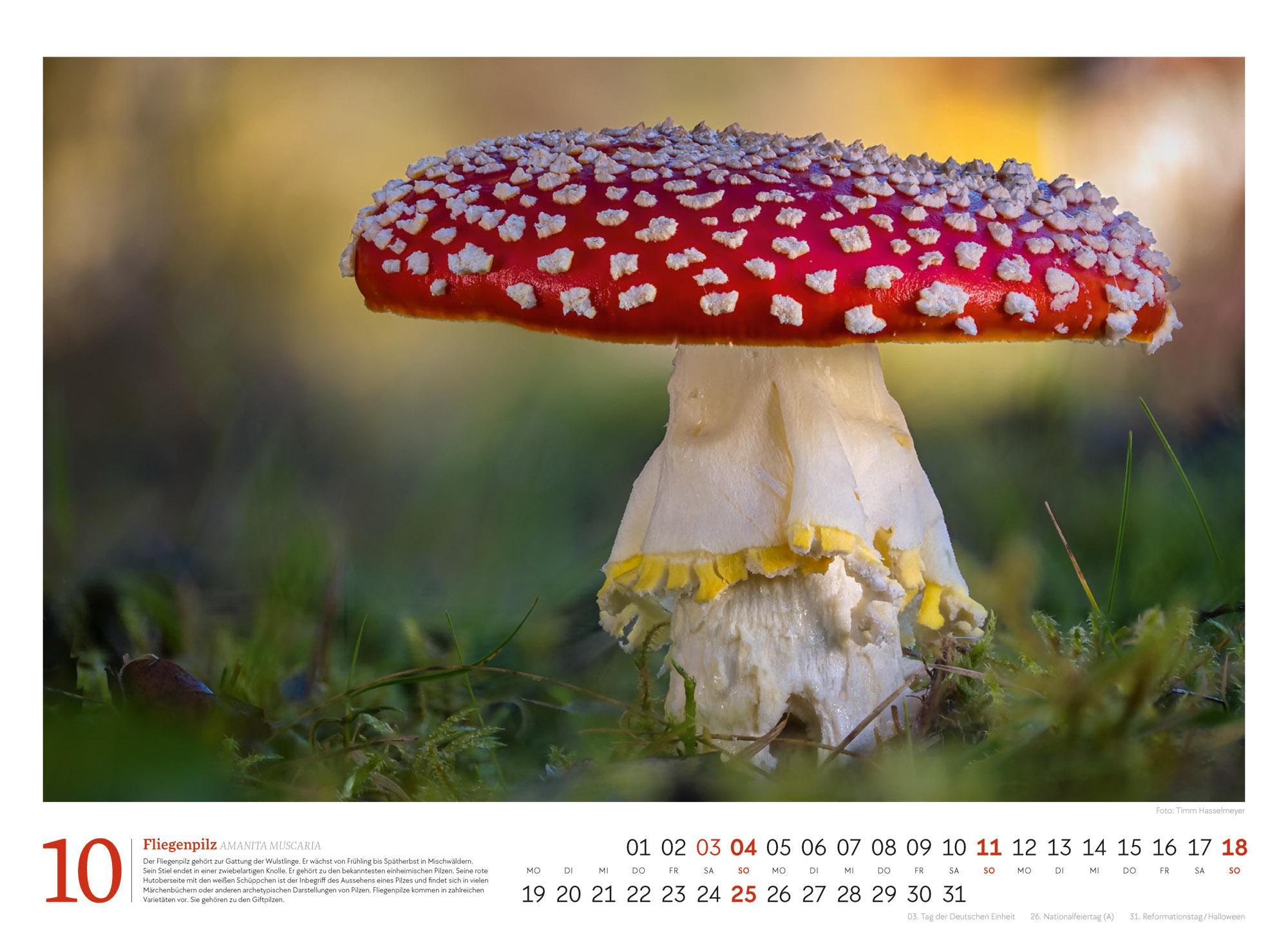 Beispielinhalt (Bild) Pilze Kalender 2026 | Vielfalt am Waldboden