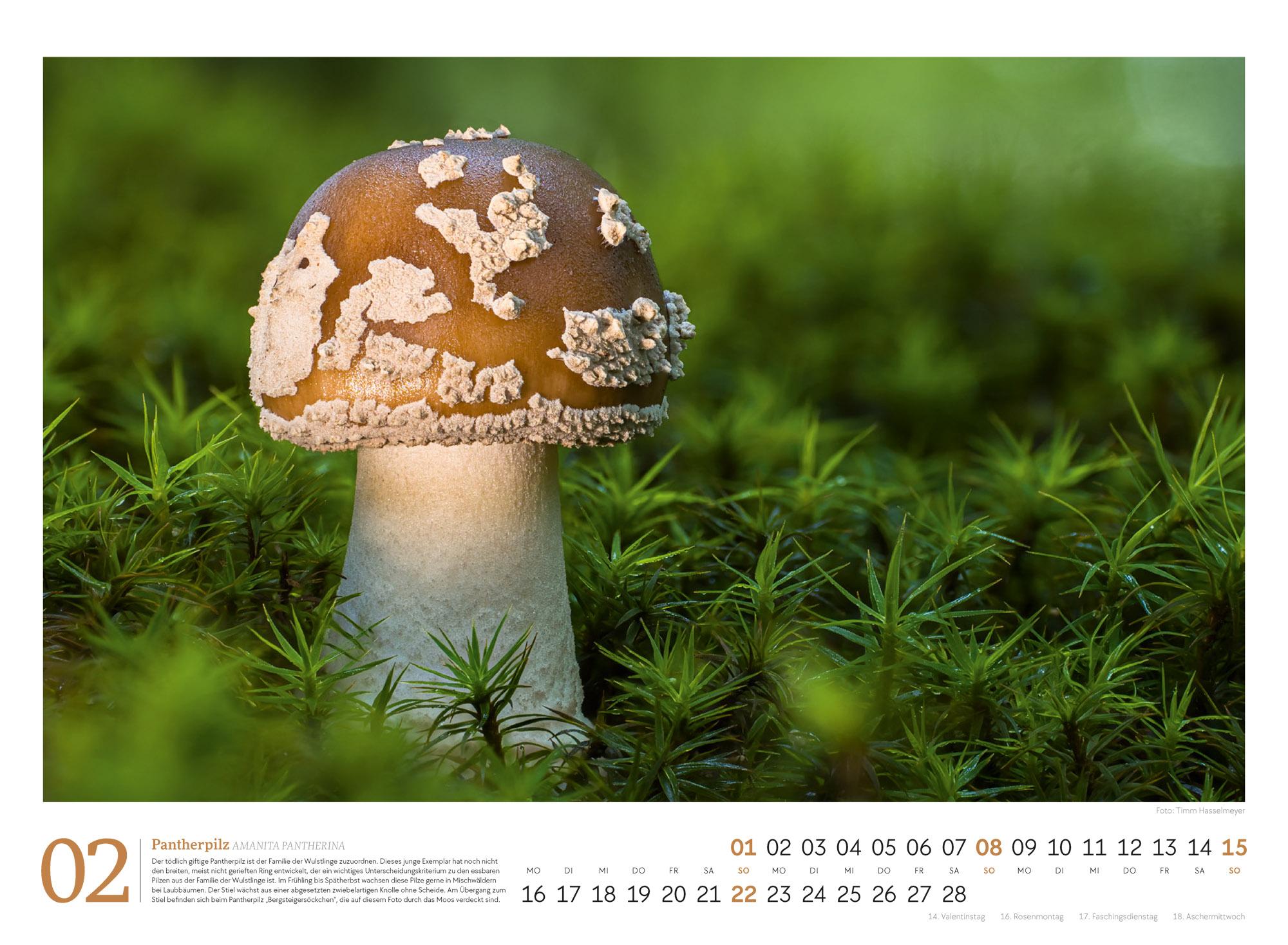 Beispielinhalt (Bild) Pilze Kalender 2026 | Vielfalt am Waldboden