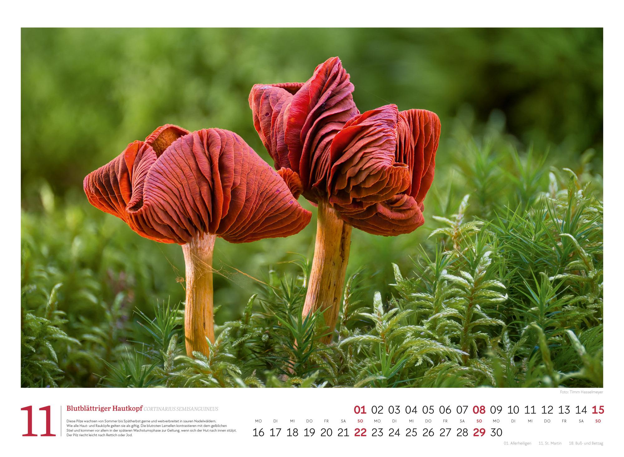 Beispielinhalt (Bild) Pilze Kalender 2026 | Vielfalt am Waldboden