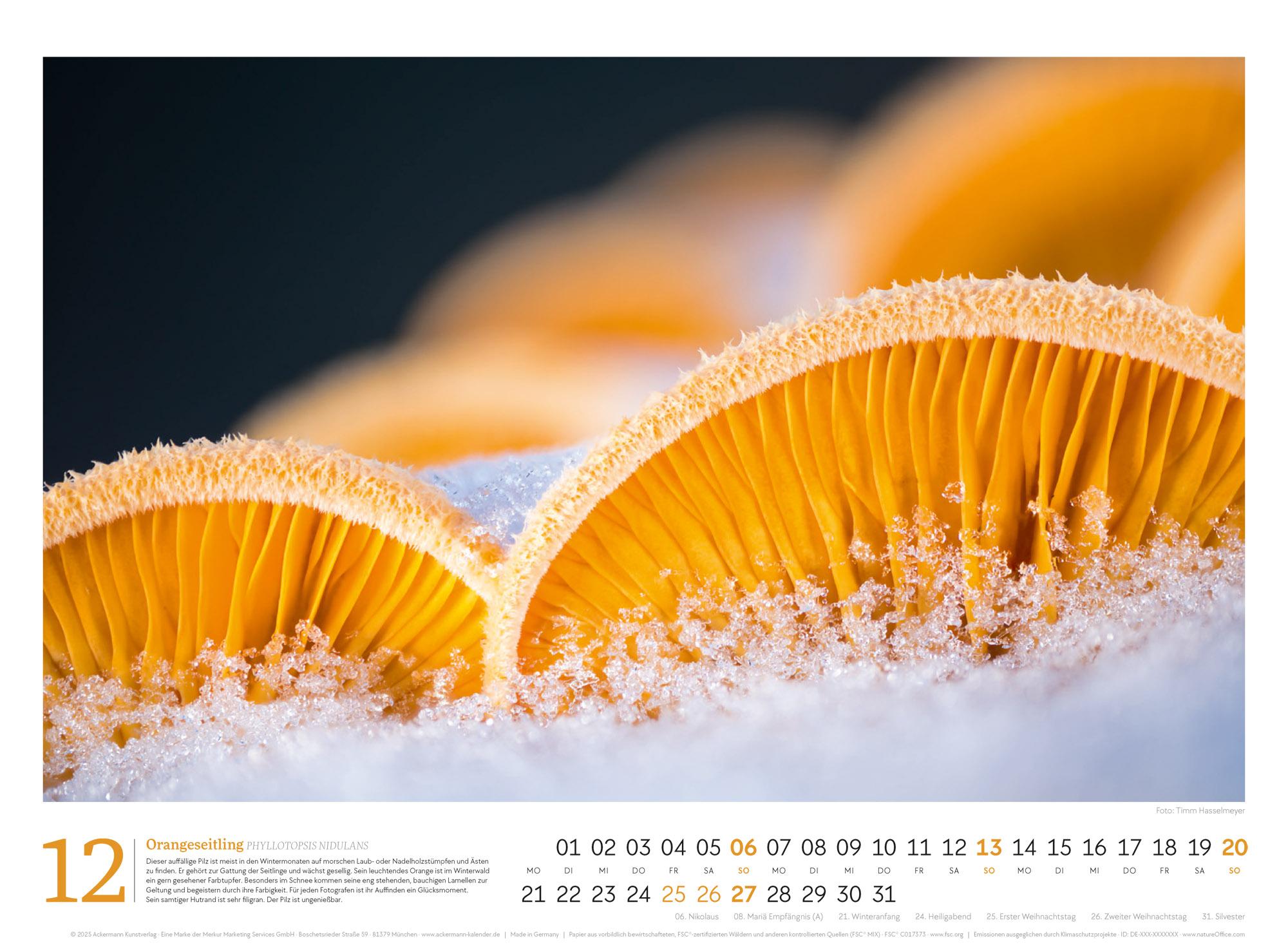 Beispielinhalt (Bild) Pilze Kalender 2026 | Vielfalt am Waldboden