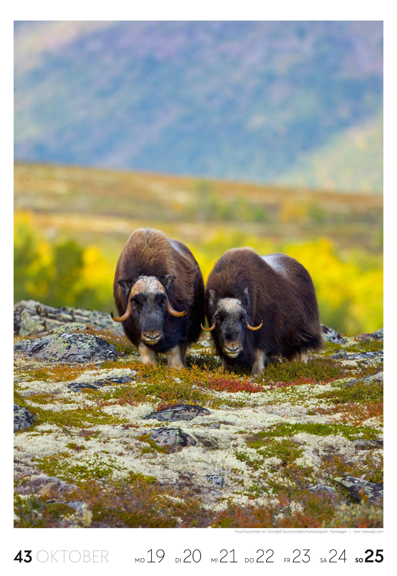 Beispielinhalt (Bild) Reisen Wochenkalender 2026