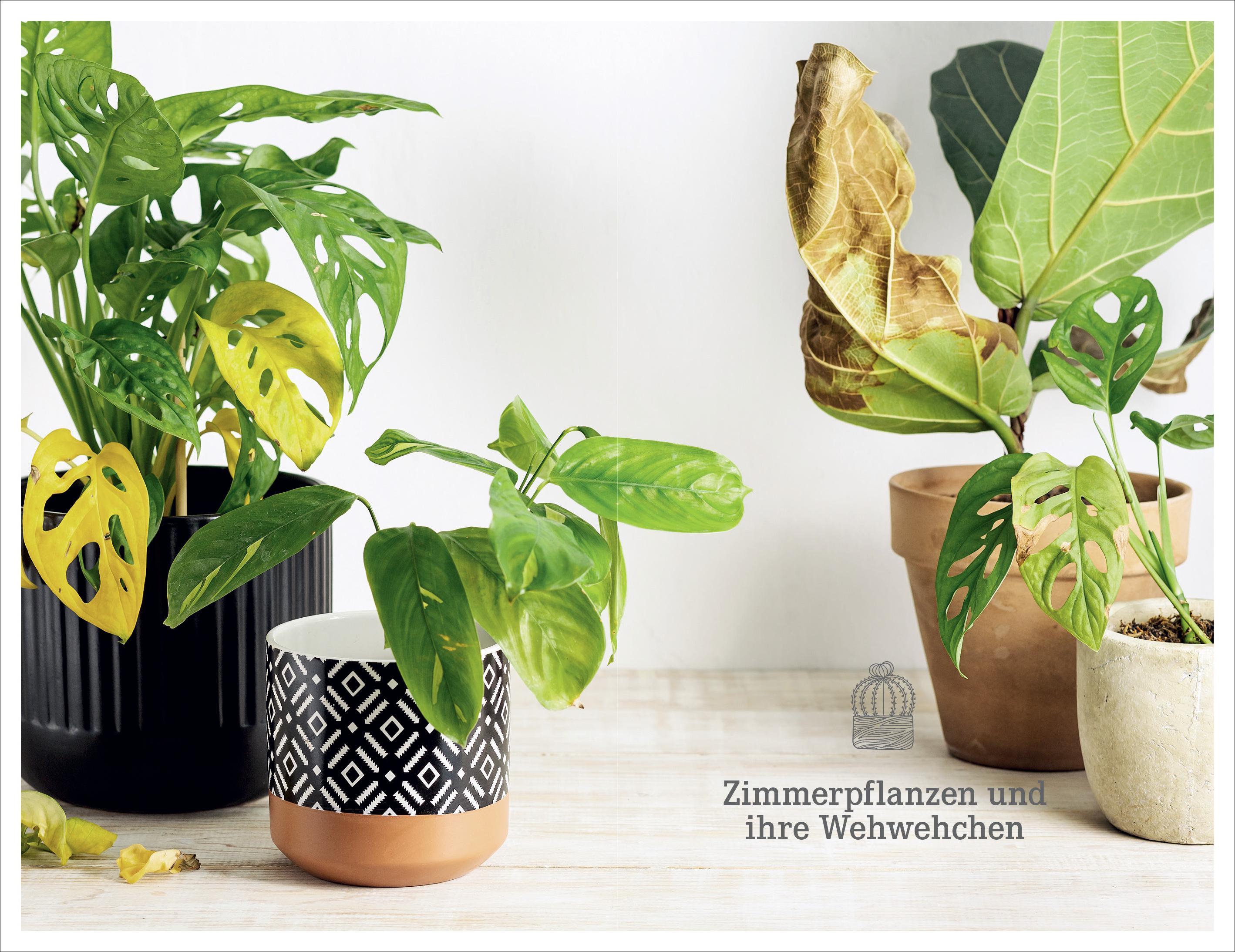 Beispielinhalt (Bild) 101 Dinge, die Du über Zimmerpflanzen wissen musst