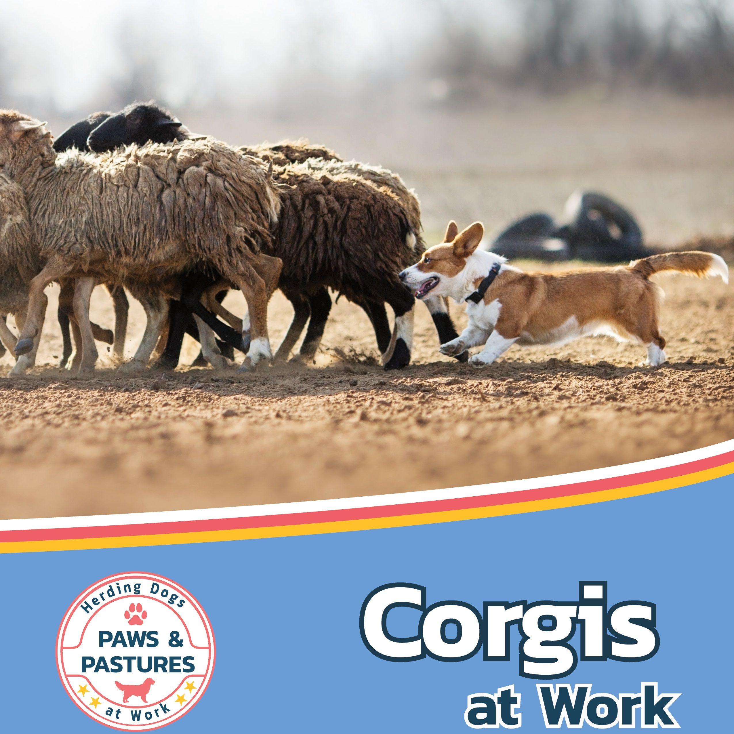 Vorderes Coverbild Corgis at Work