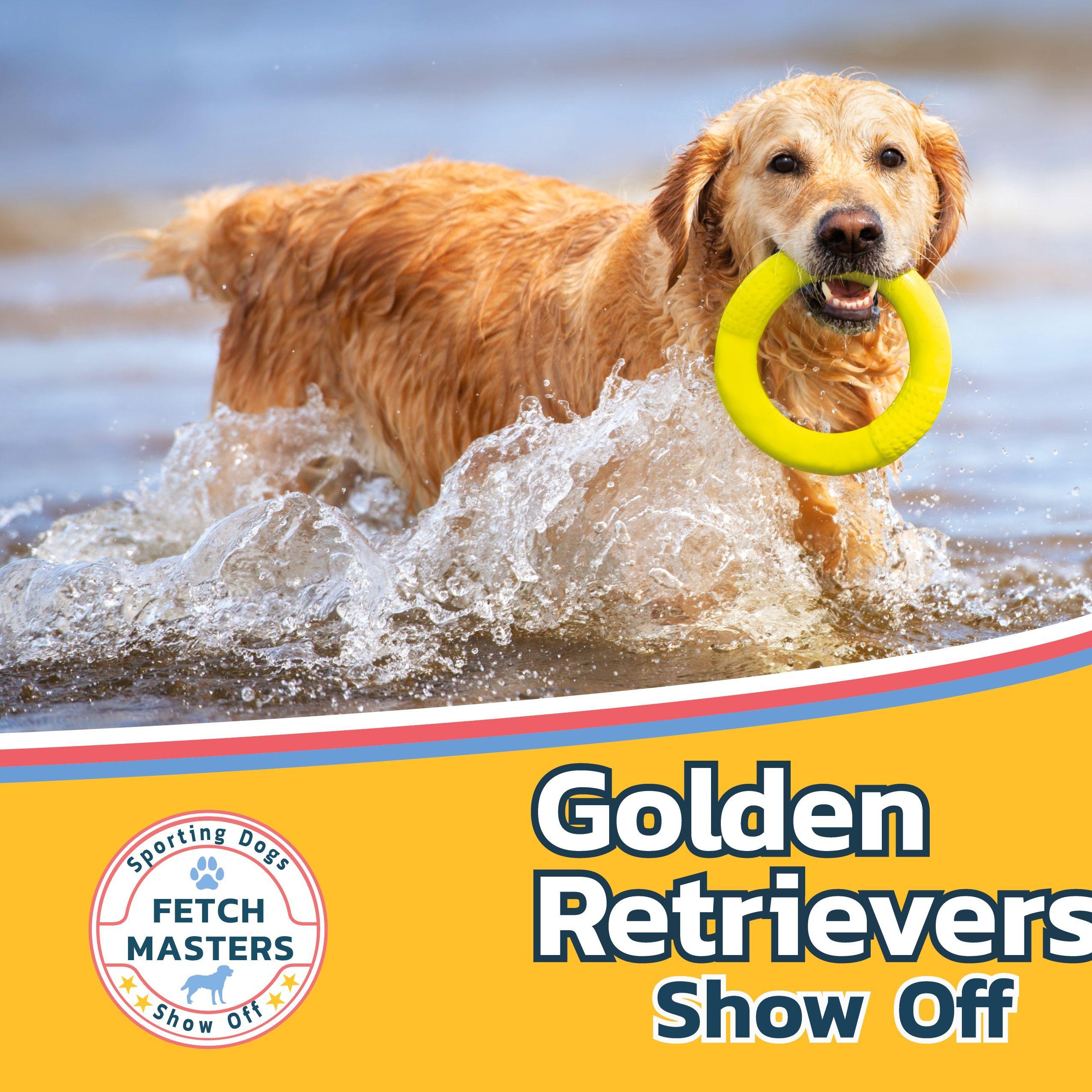 Vorderes Coverbild Golden Retrievers Show Off