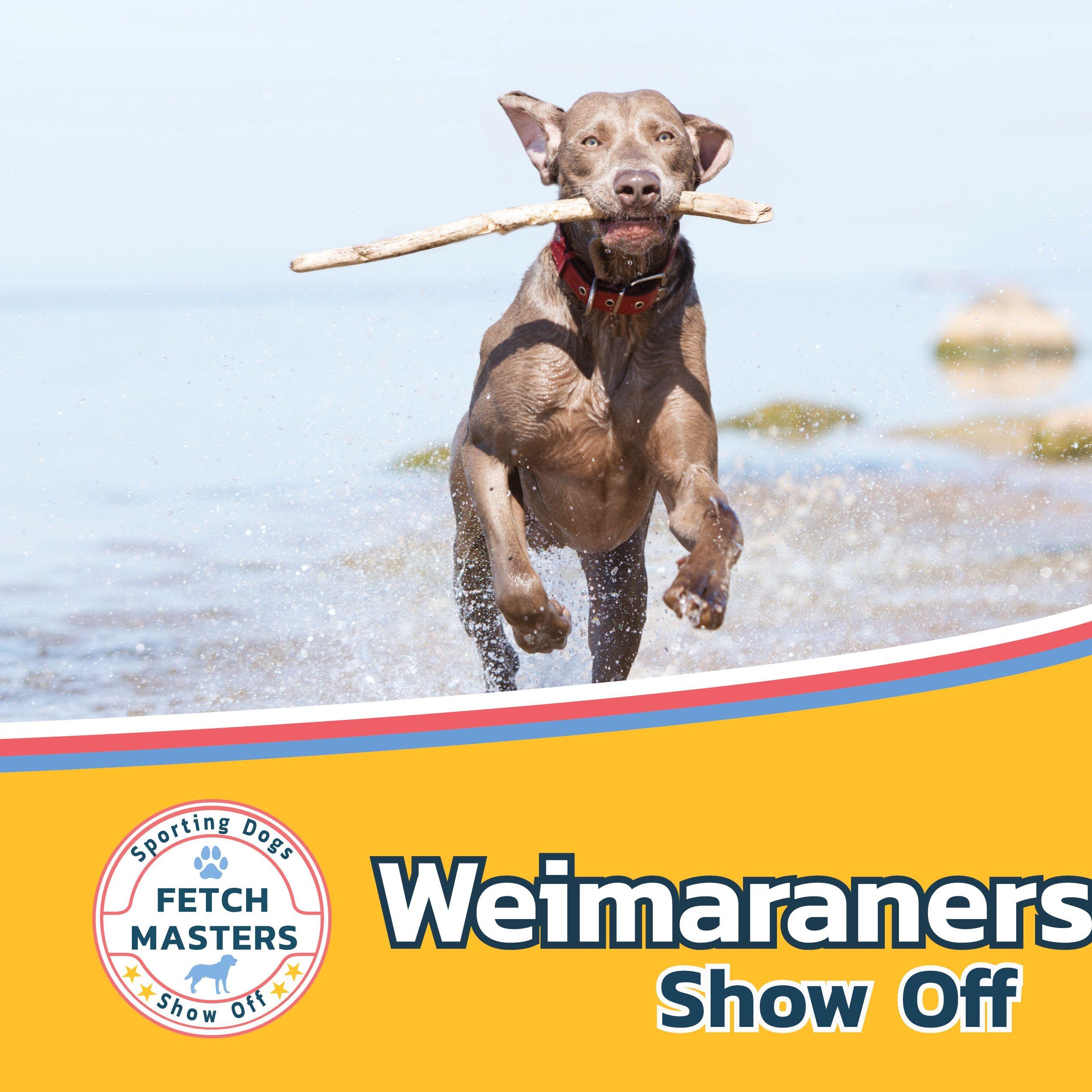 Vorderes Coverbild Weimaraners Show Off