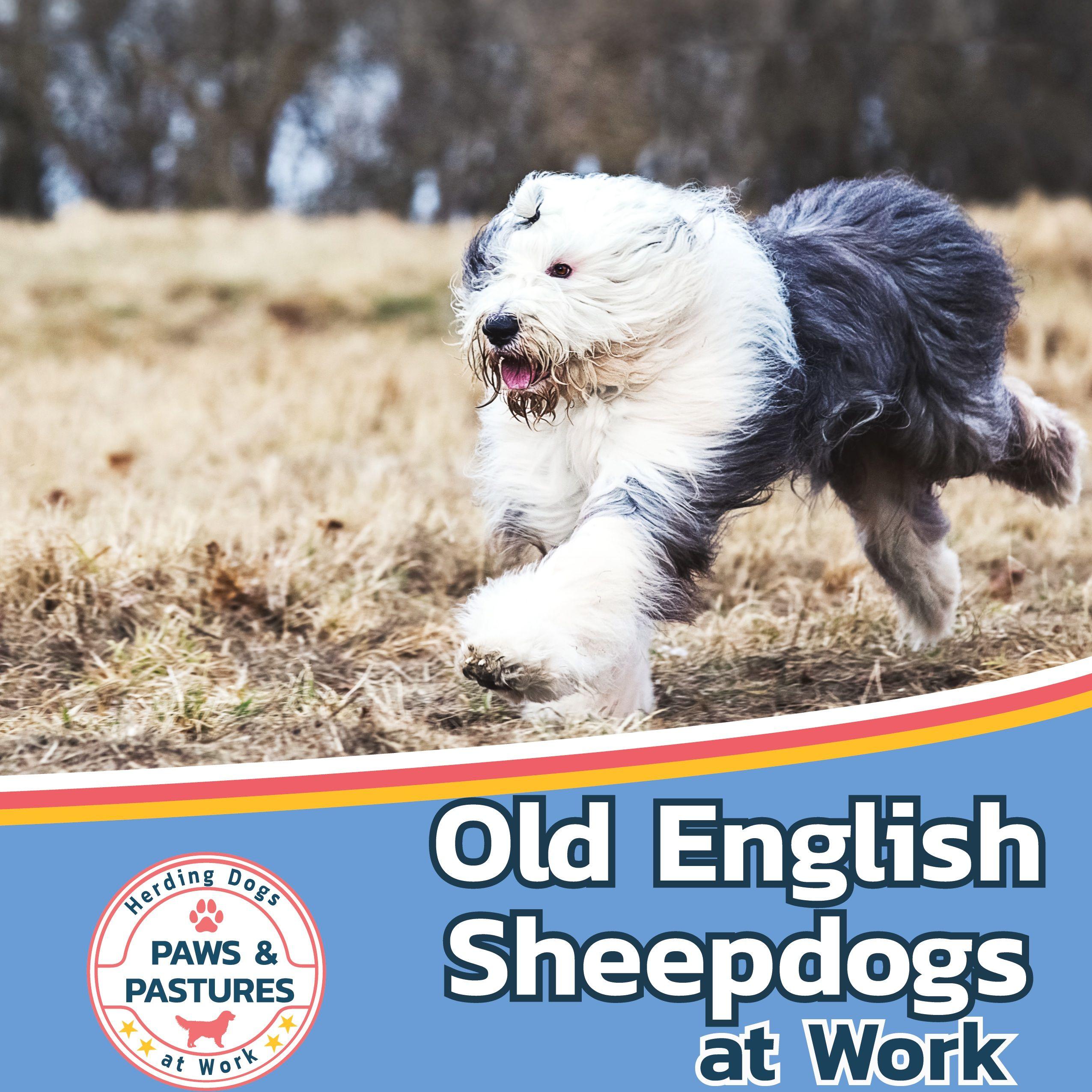 Vorderes Coverbild Old English Sheepdogs at Work