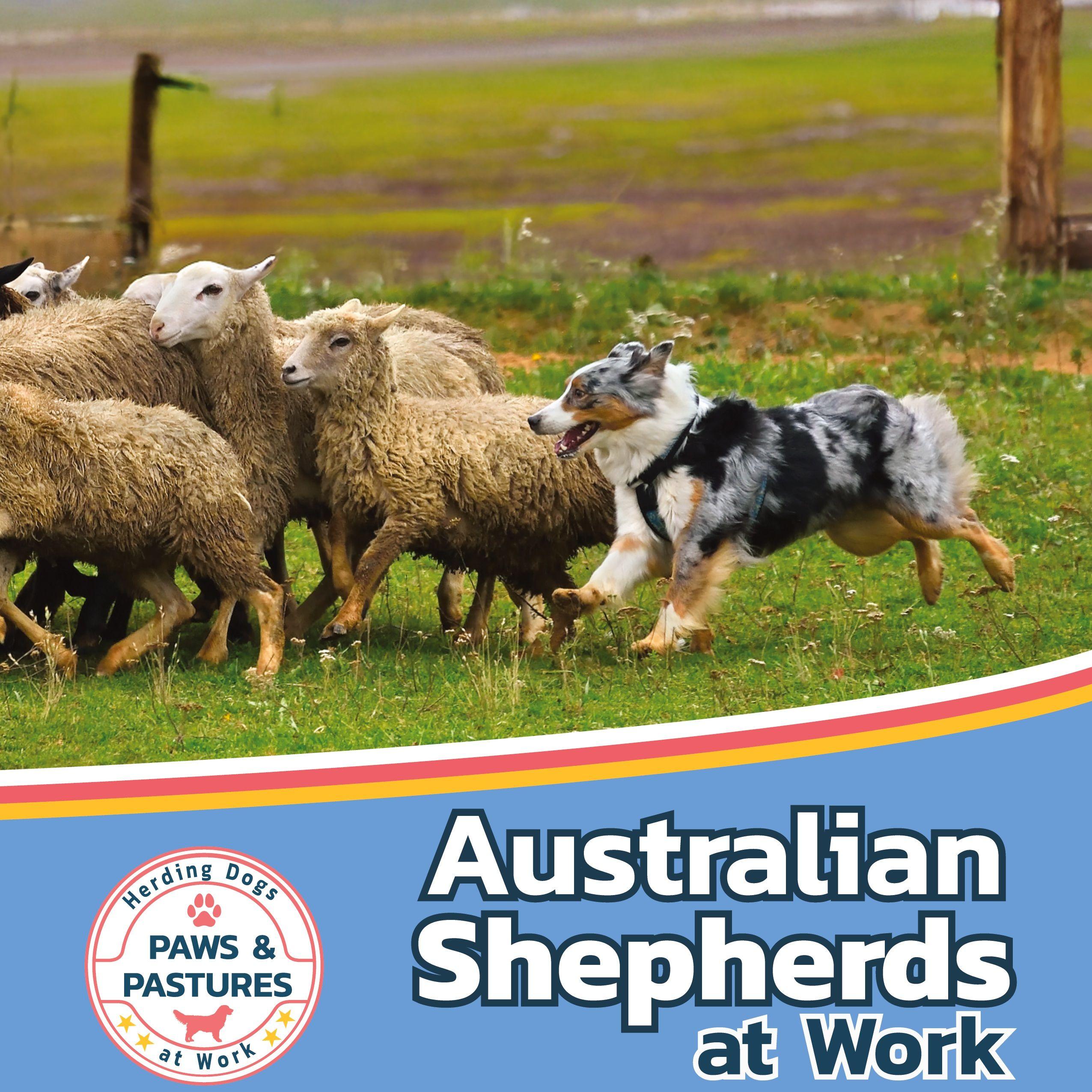 Vorderes Coverbild Australian Shepherds at Work