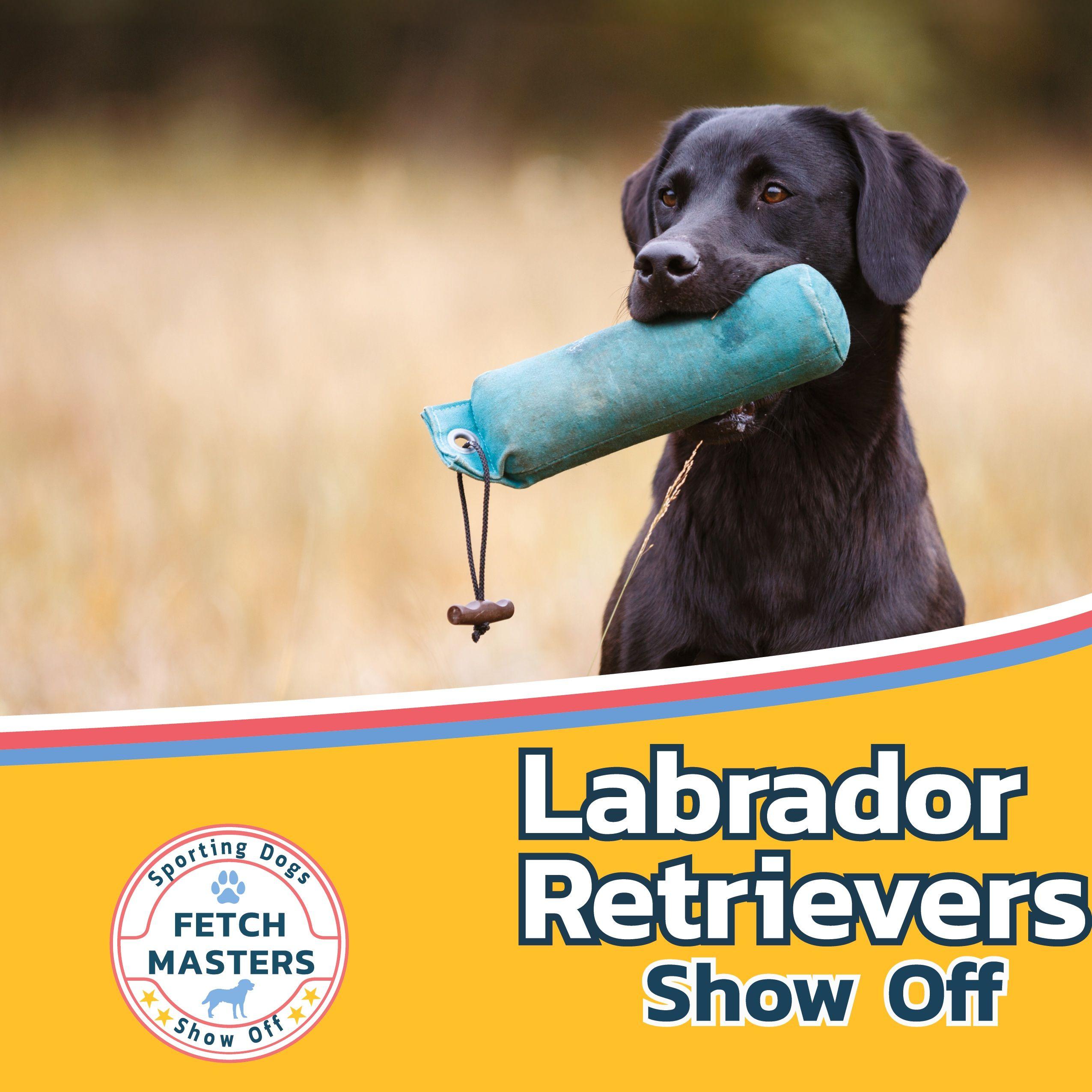 Vorderes Coverbild Labrador Retrievers Show Off