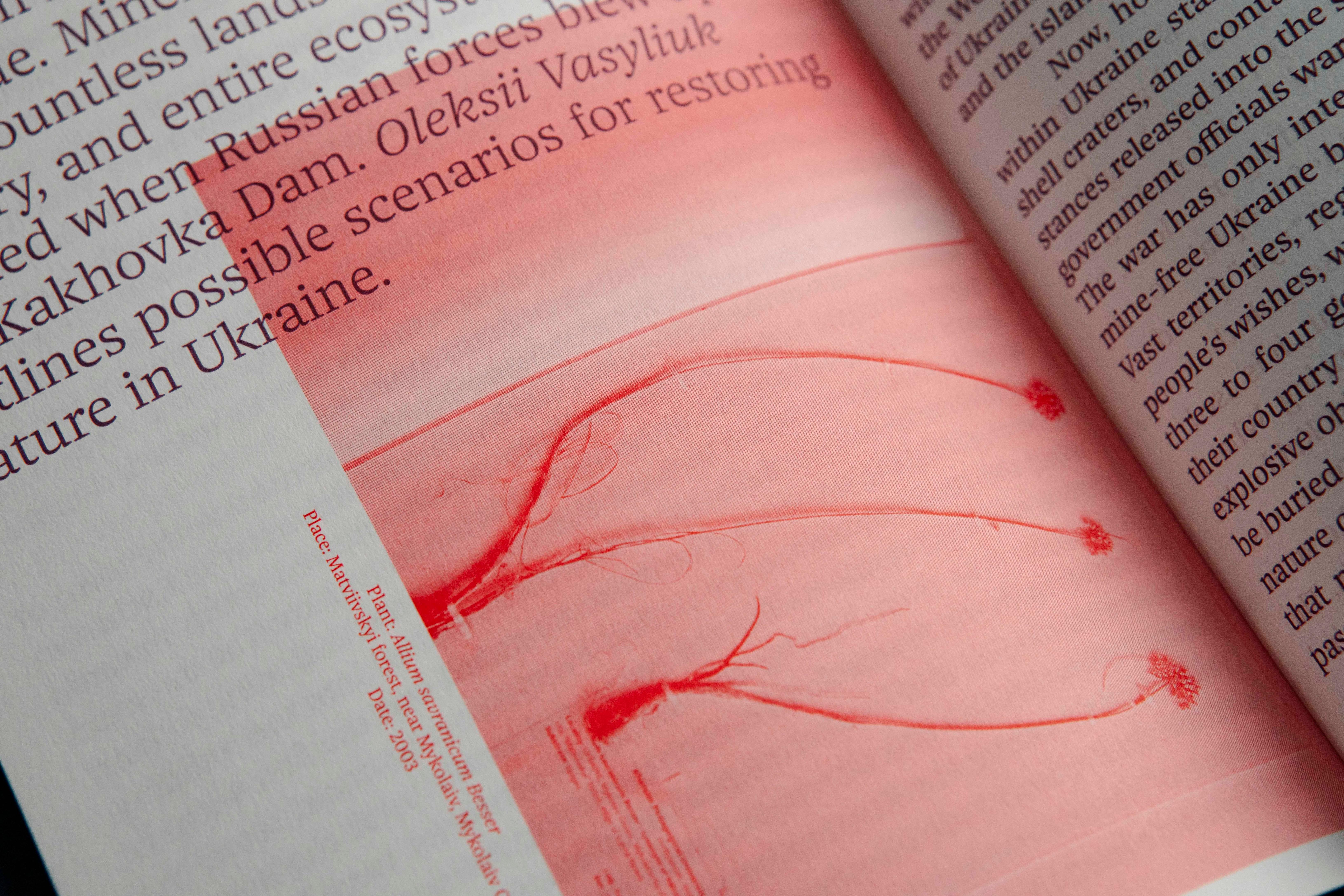 Beispielinhalt (Bild) Solomiya Nr. 4