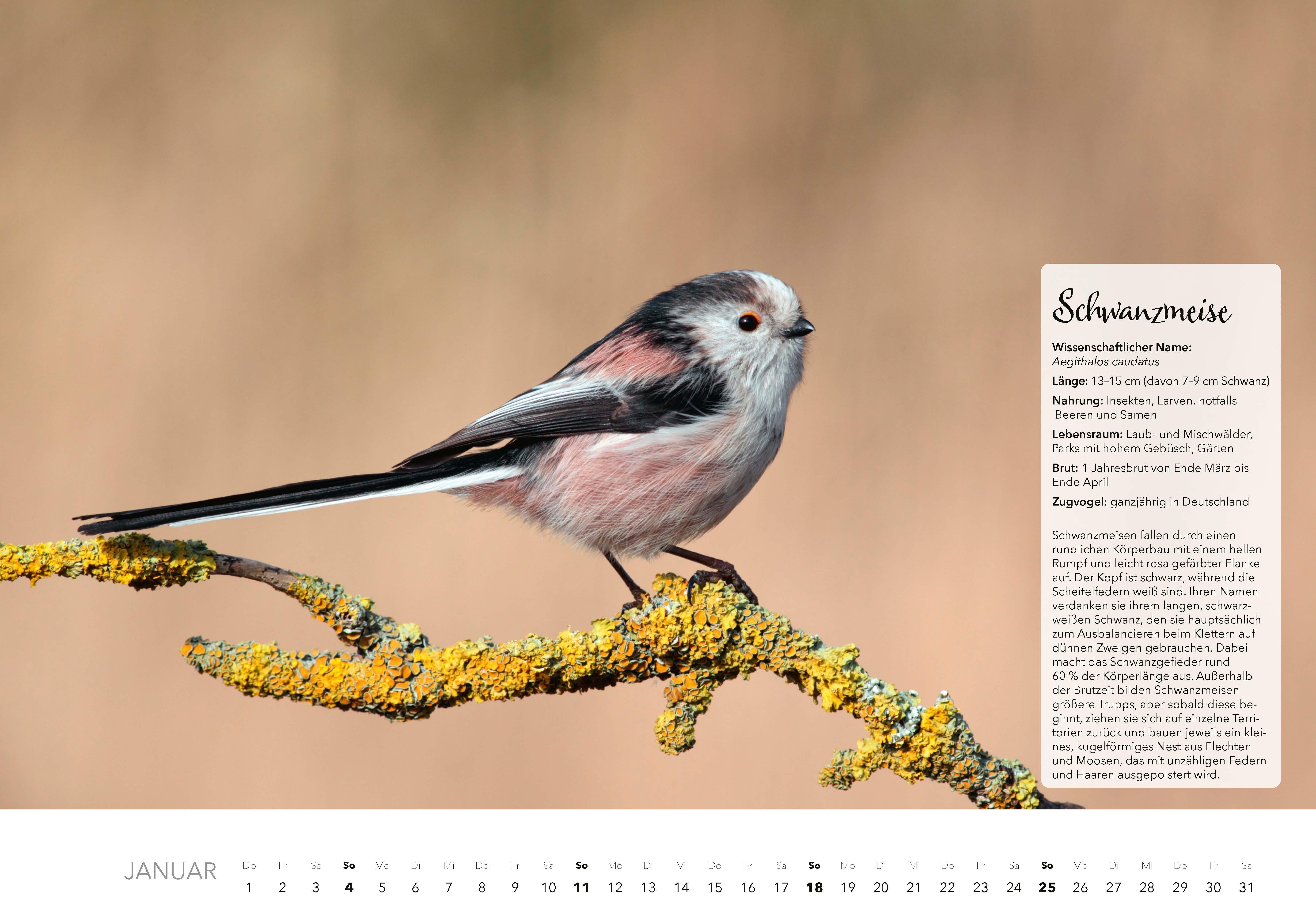 Beispielinhalt (Bild) Unsere Gartenvögel Kalender 2026