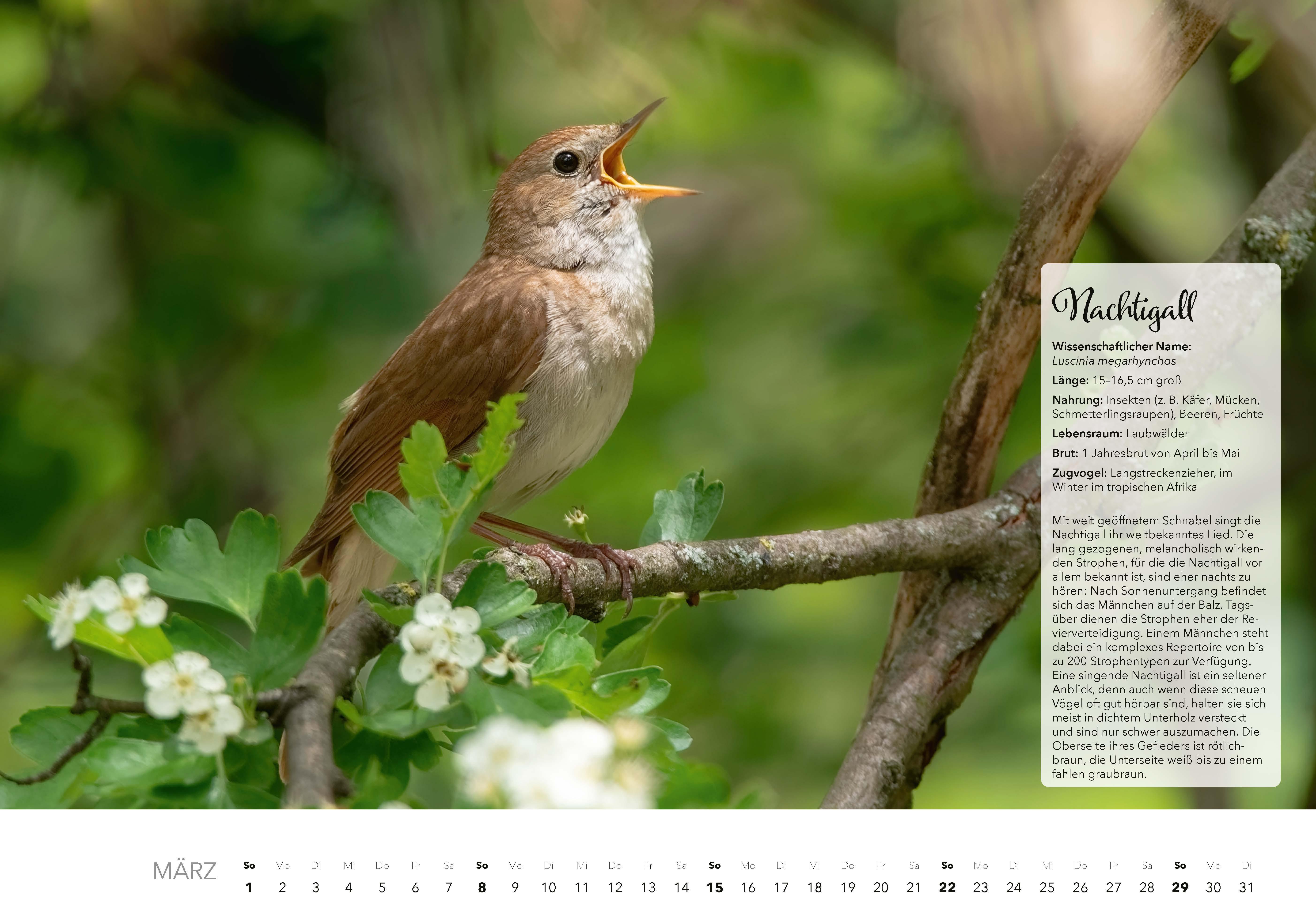 Beispielinhalt (Bild) Unsere Gartenvögel Kalender 2026