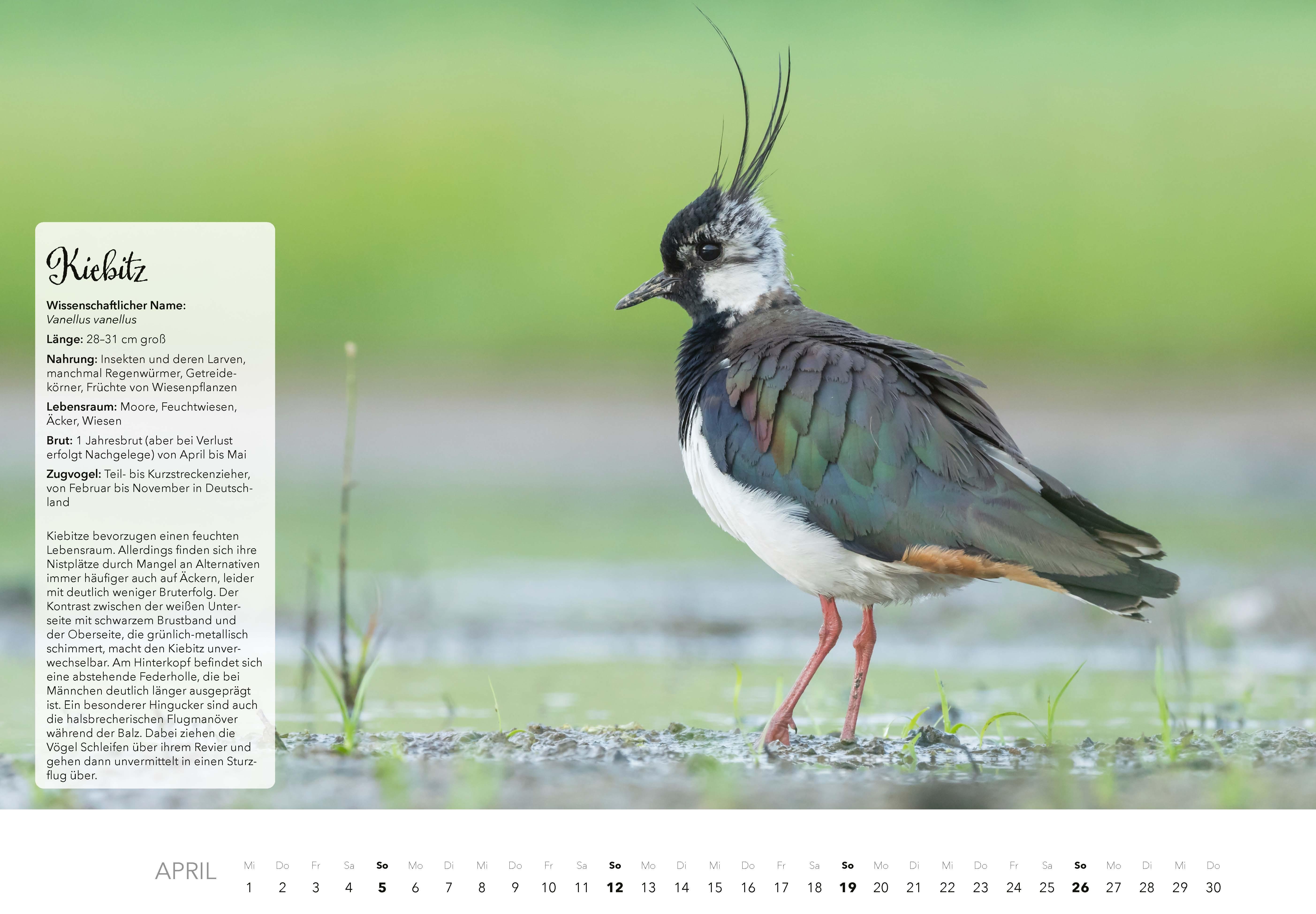 Beispielinhalt (Bild) Unsere Gartenvögel Kalender 2026