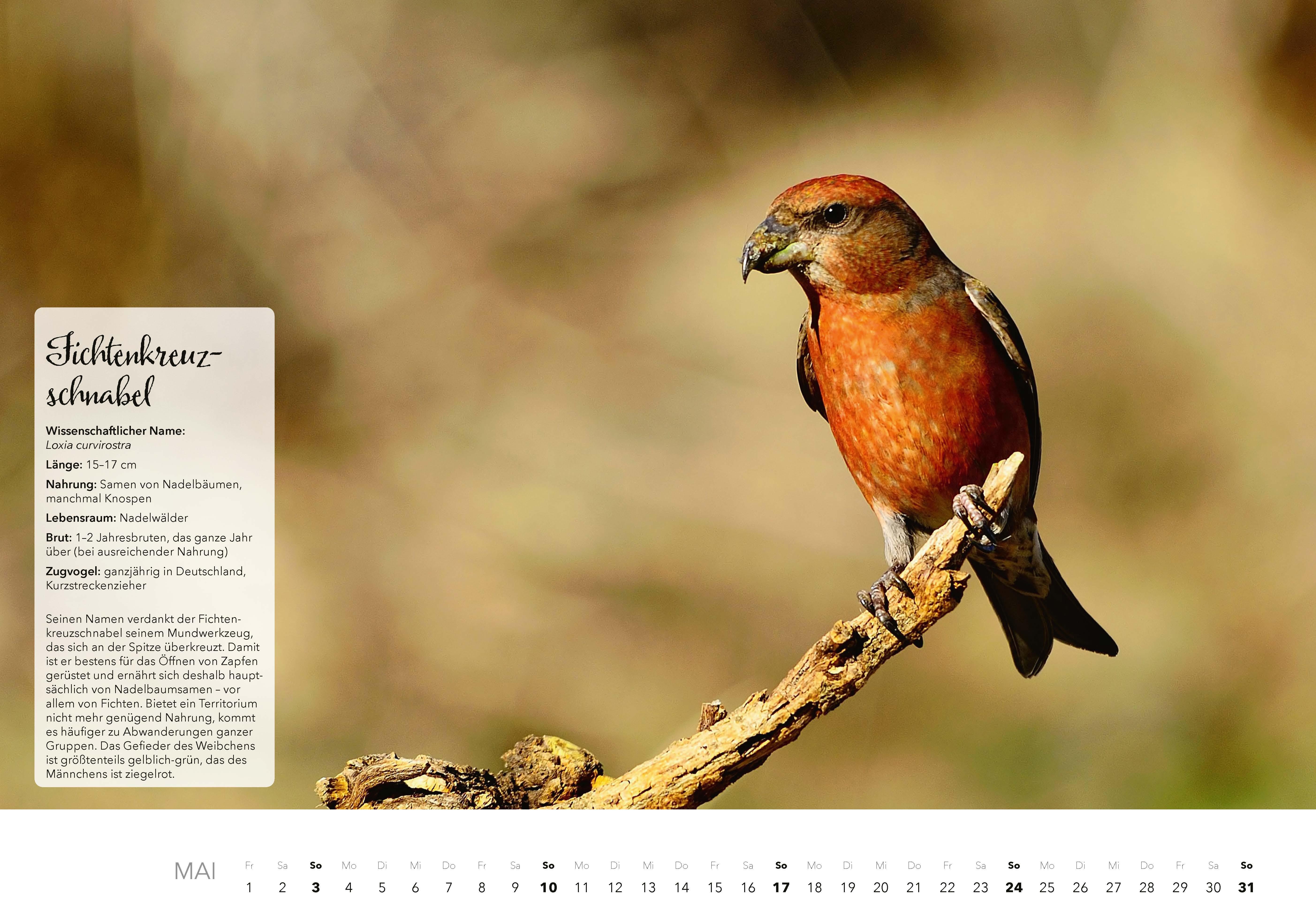 Beispielinhalt (Bild) Unsere Gartenvögel Kalender 2026