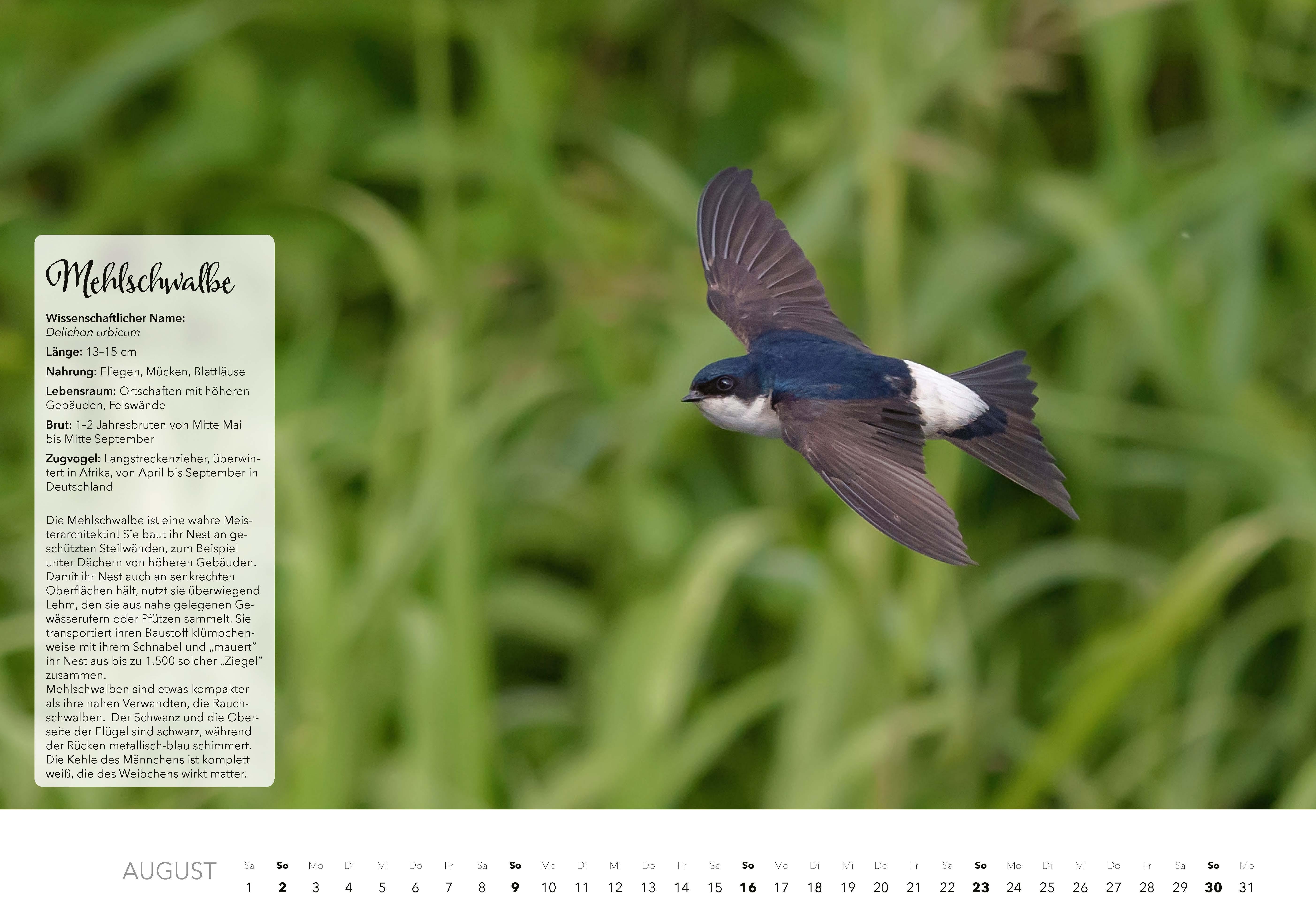 Beispielinhalt (Bild) Unsere Gartenvögel Kalender 2026