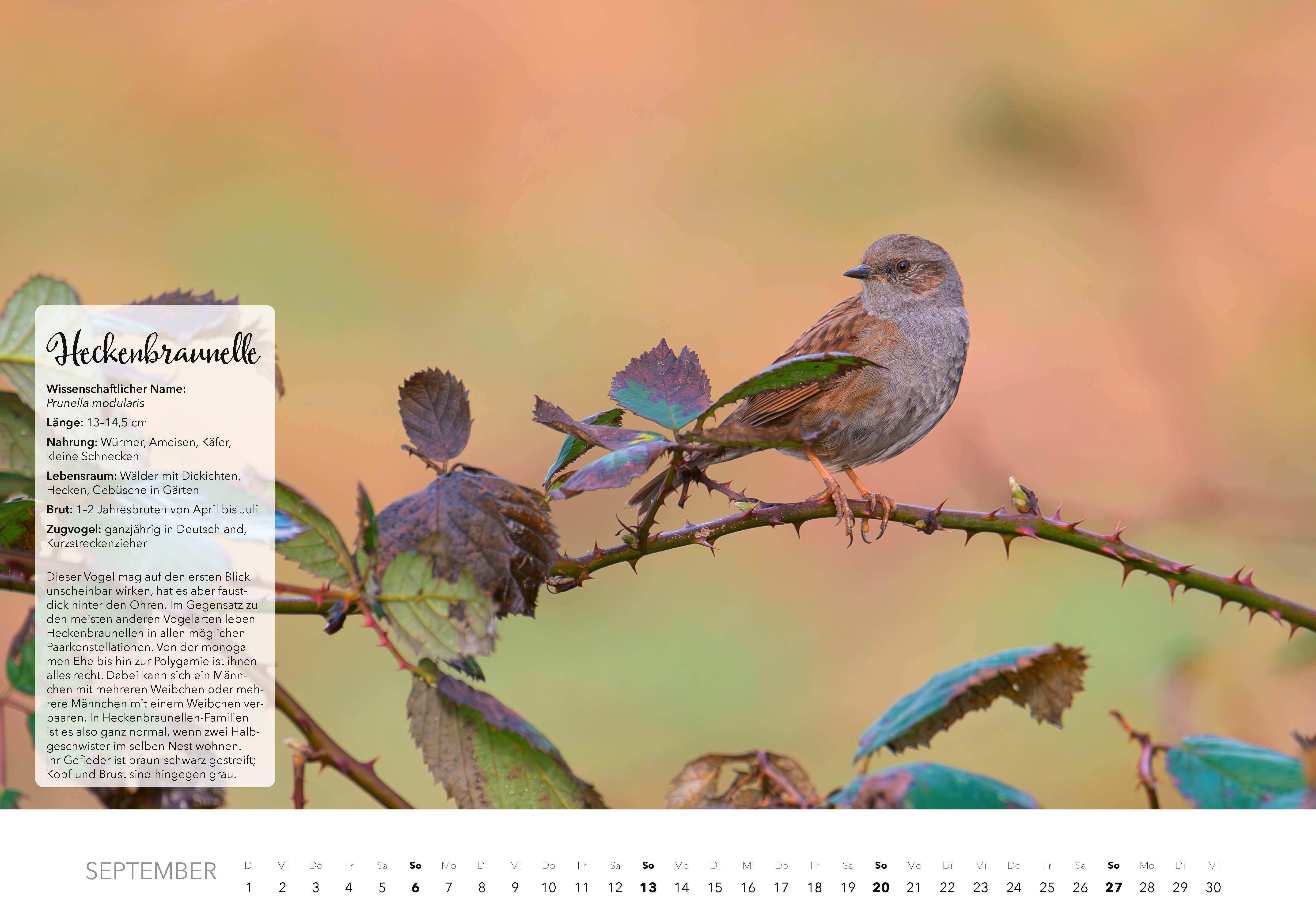 Beispielinhalt (Bild) Unsere Gartenvögel Kalender 2026