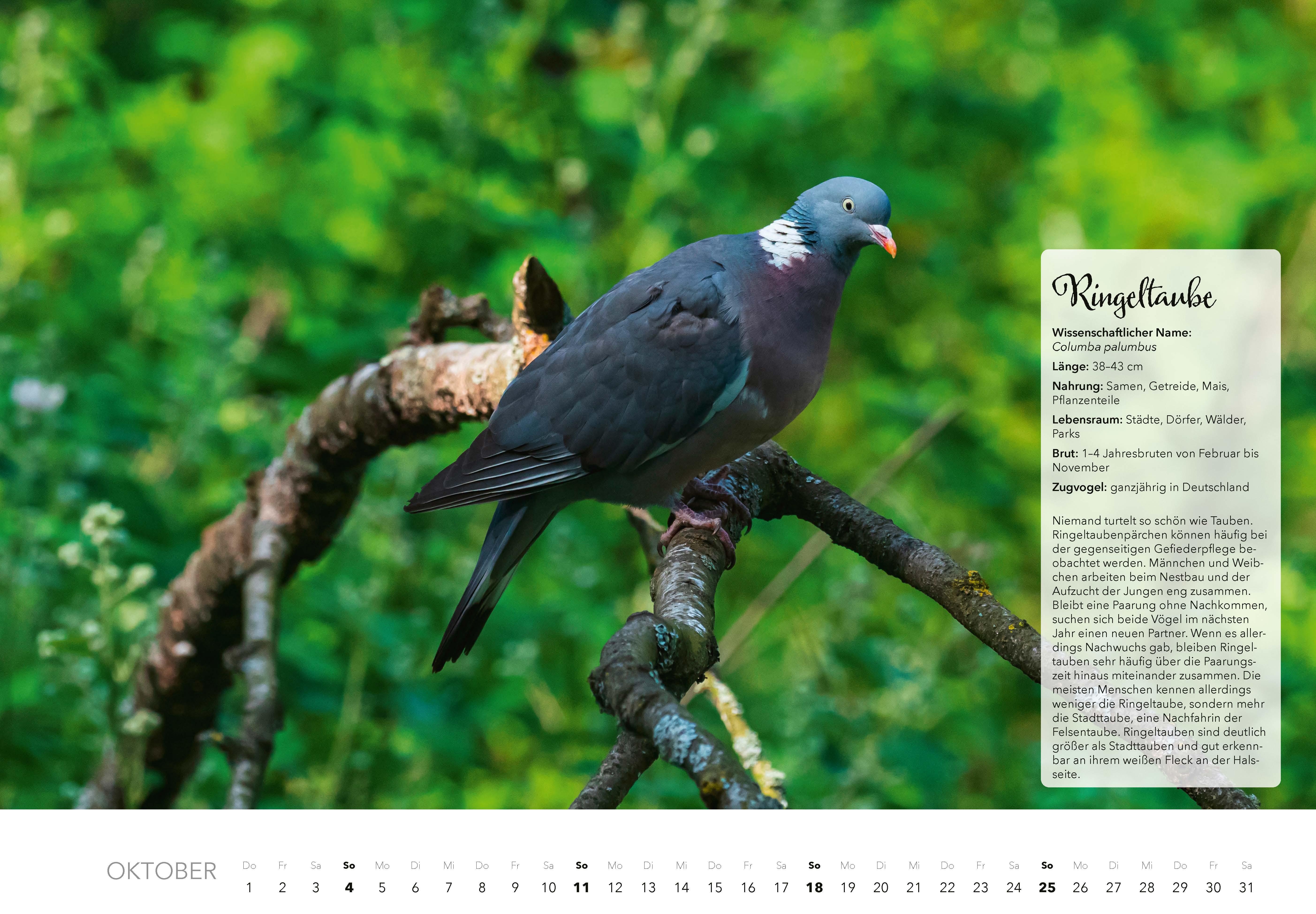 Beispielinhalt (Bild) Unsere Gartenvögel Kalender 2026