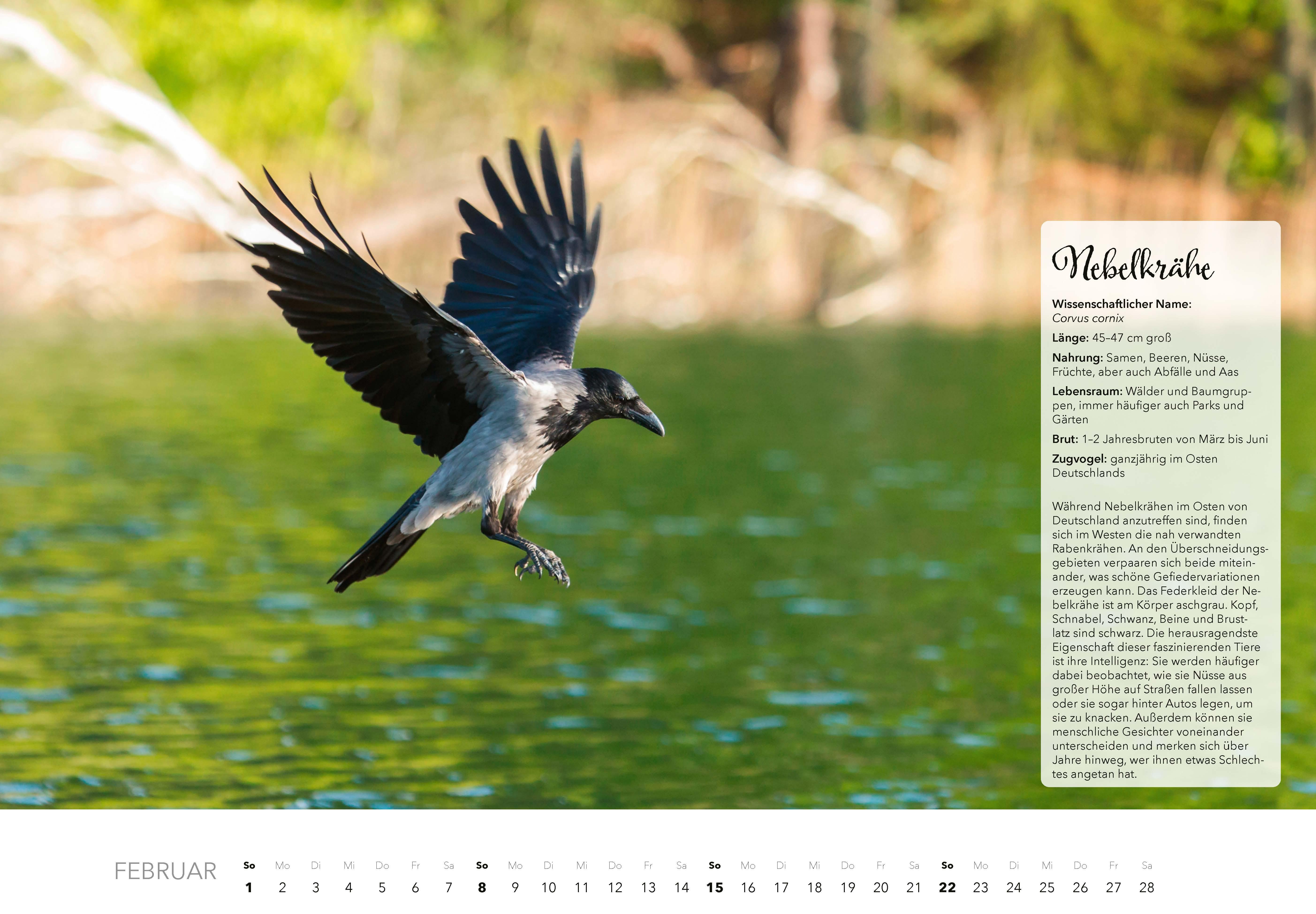 Beispielinhalt (Bild) Unsere Gartenvögel Kalender 2026