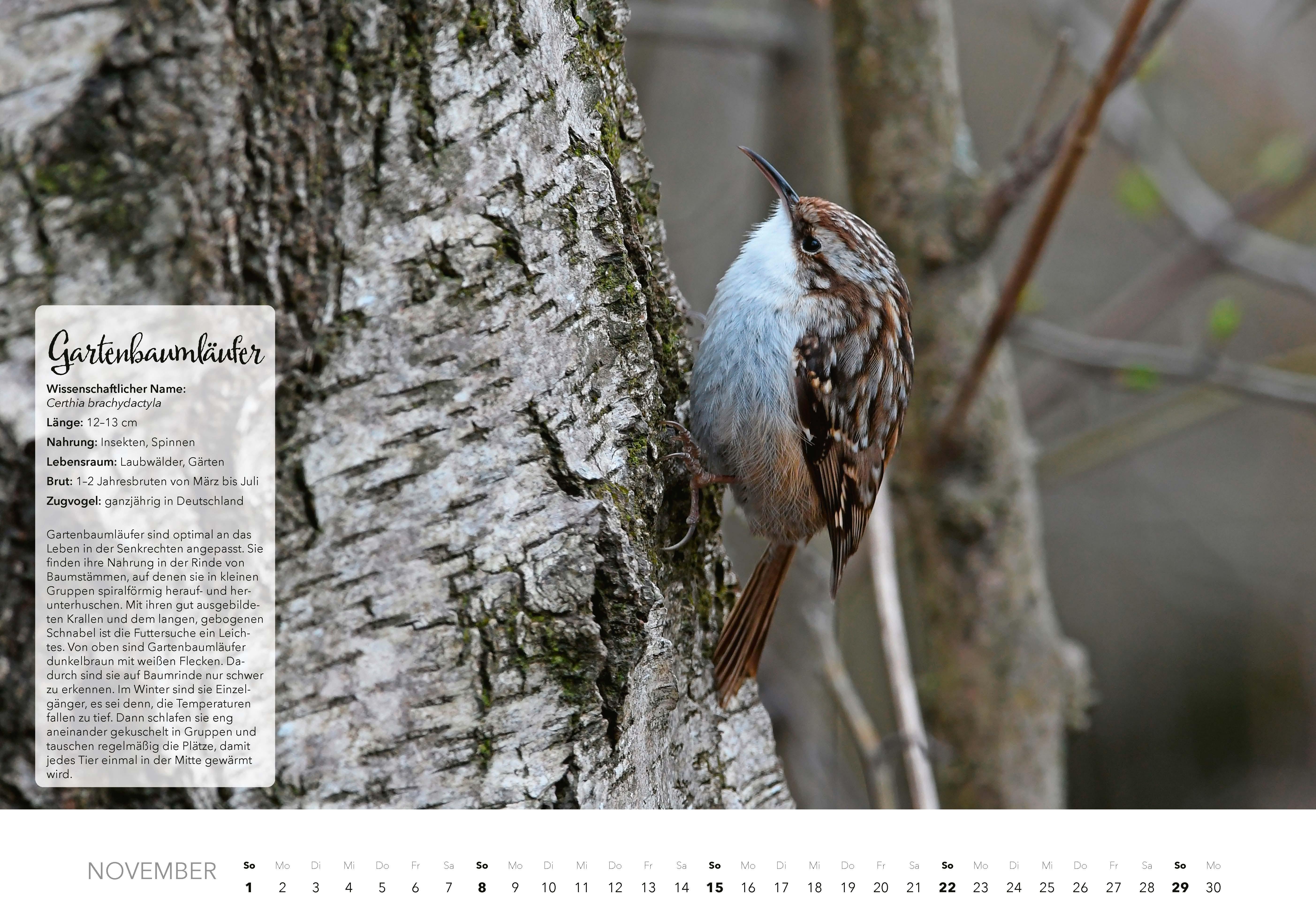 Beispielinhalt (Bild) Unsere Gartenvögel Kalender 2026