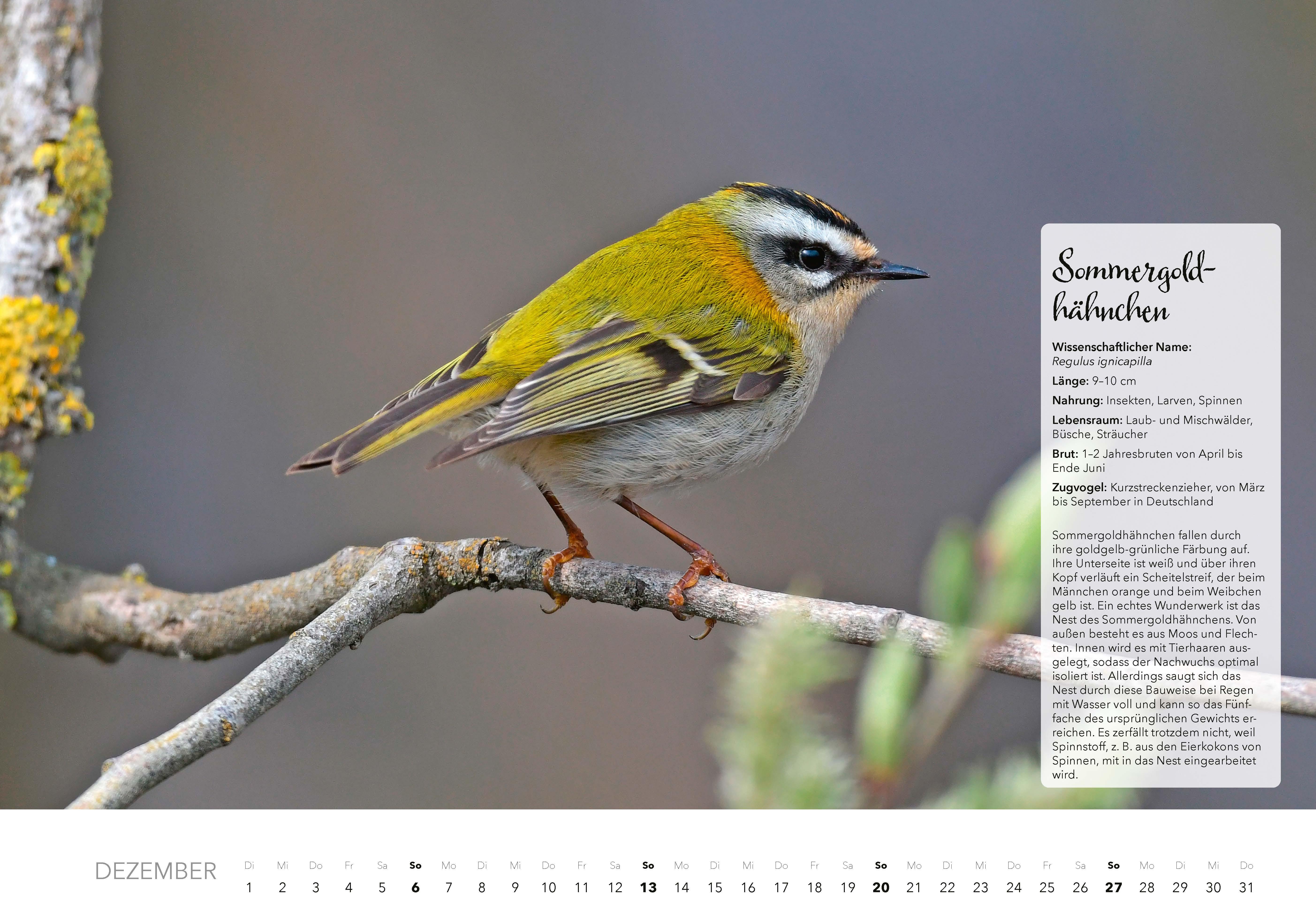 Beispielinhalt (Bild) Unsere Gartenvögel Kalender 2026
