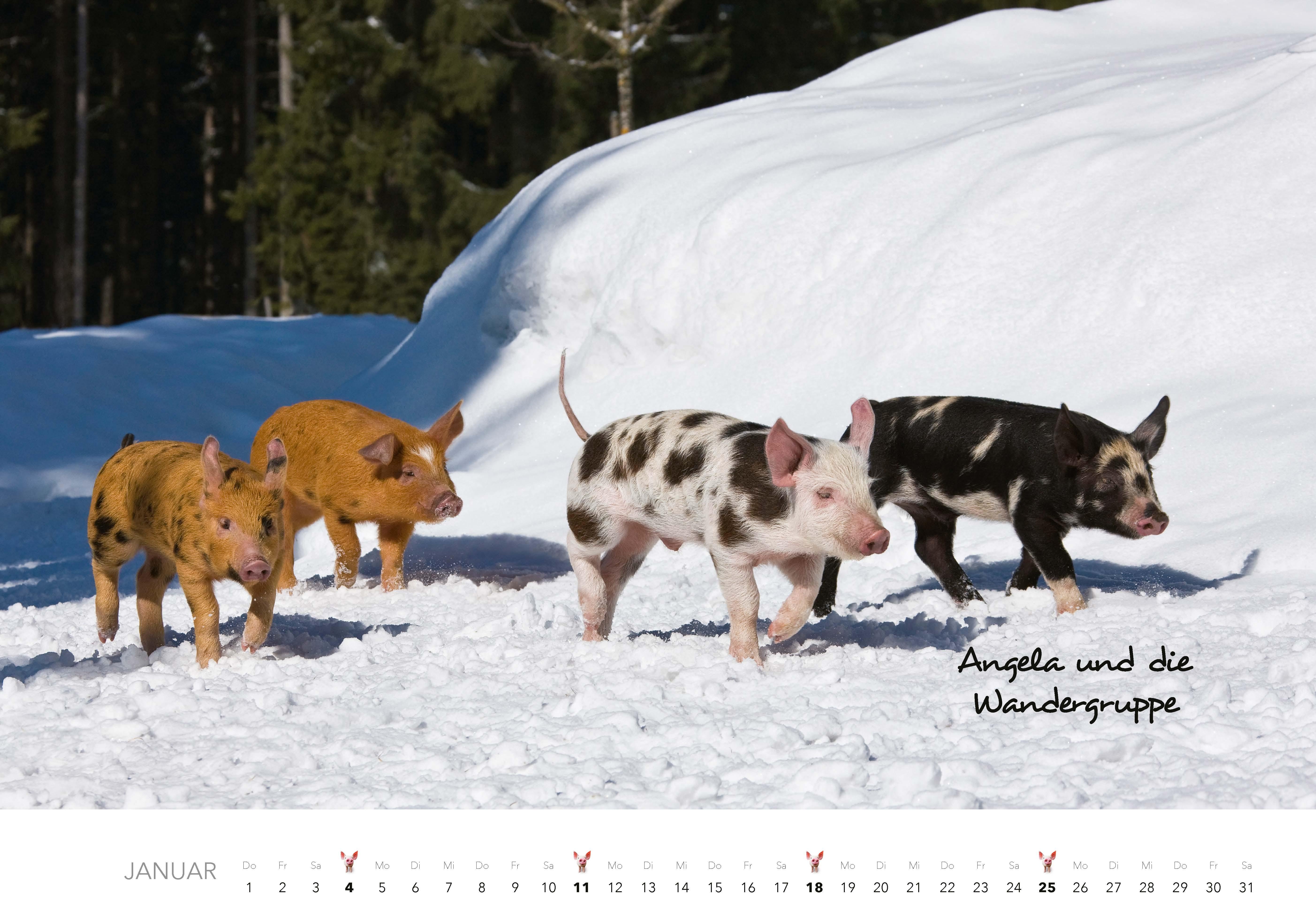 Beispielinhalt (Bild) Schweine Kalender 2026