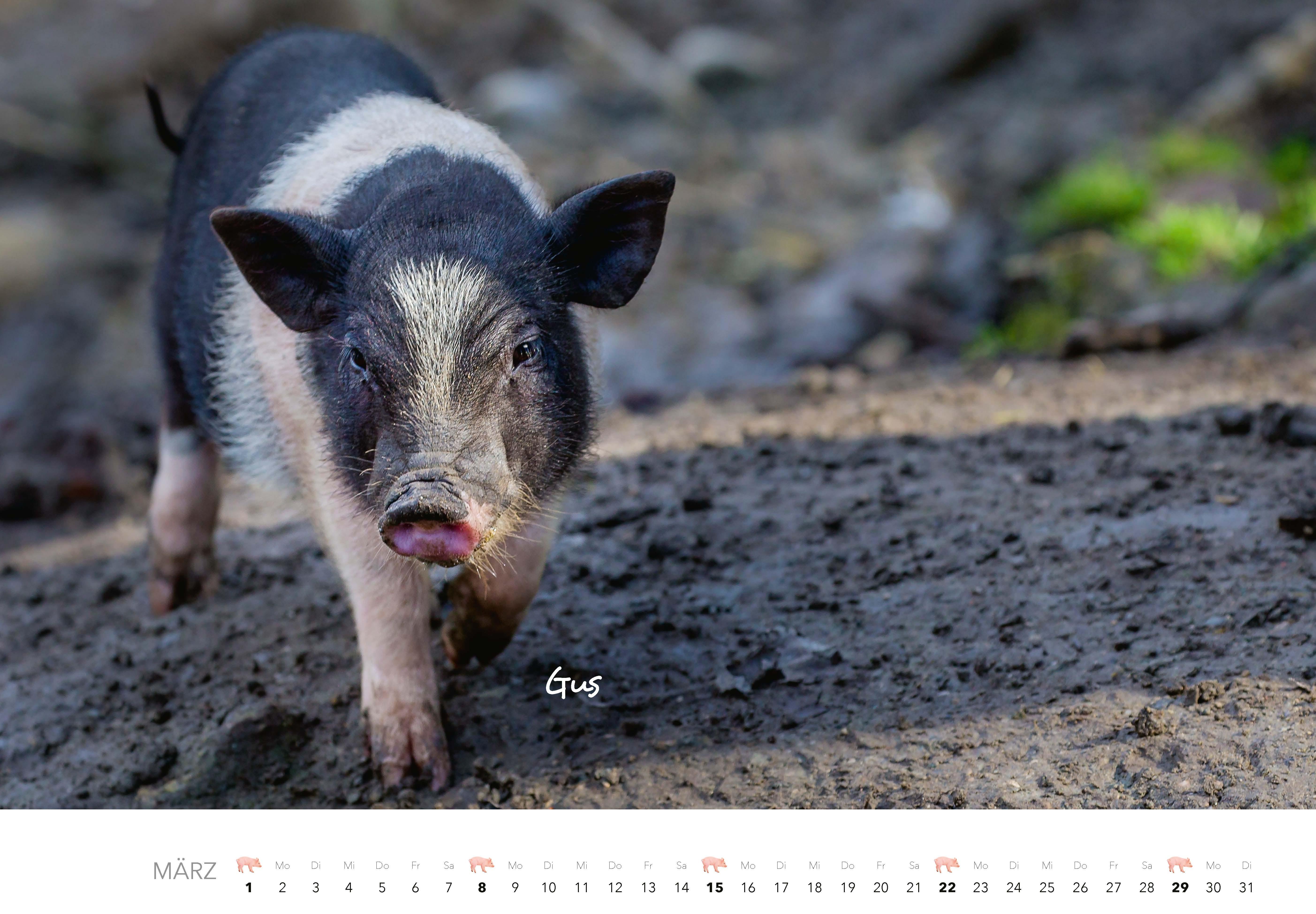 Beispielinhalt (Bild) Schweine Kalender 2026