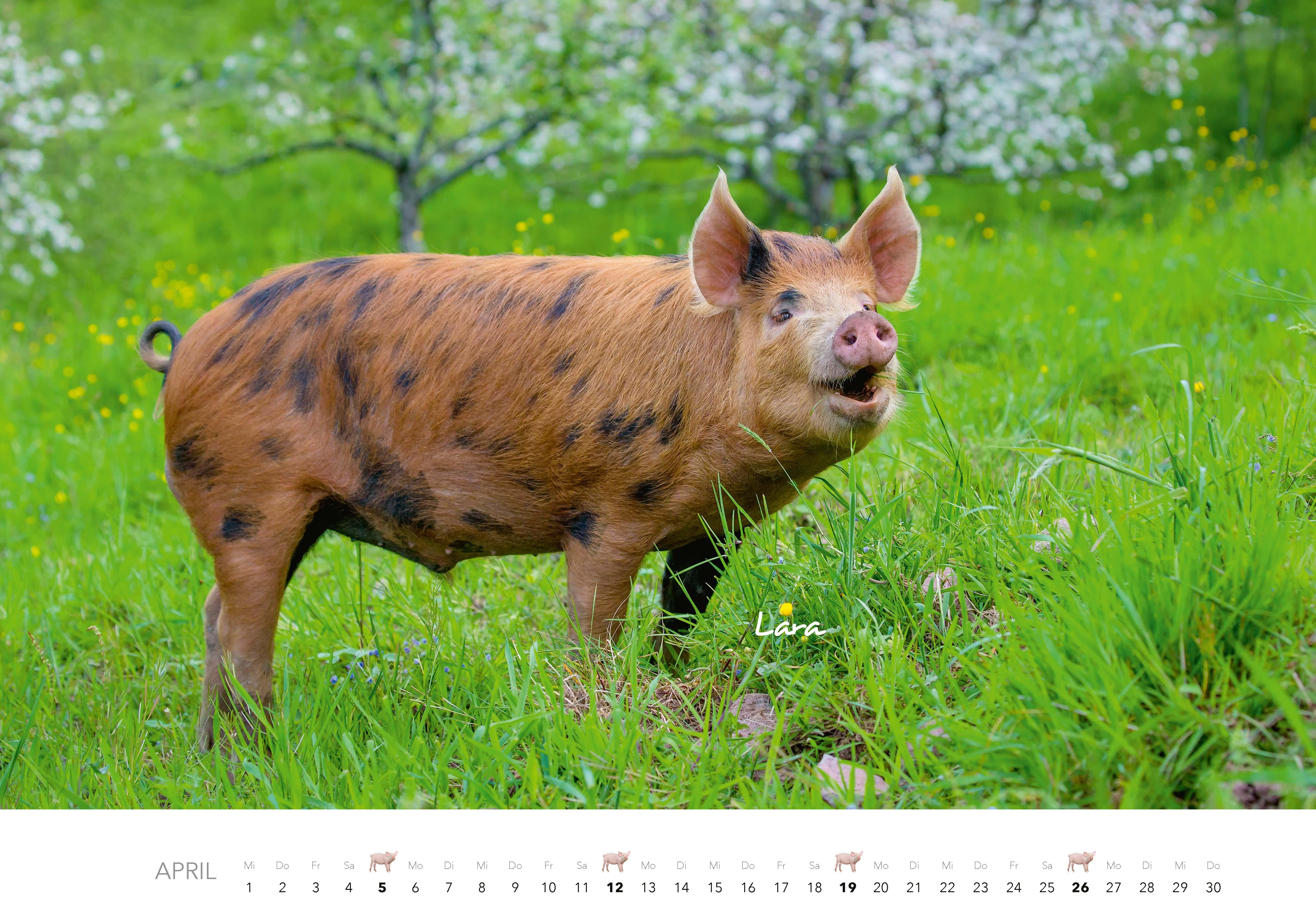 Beispielinhalt (Bild) Schweine Kalender 2026