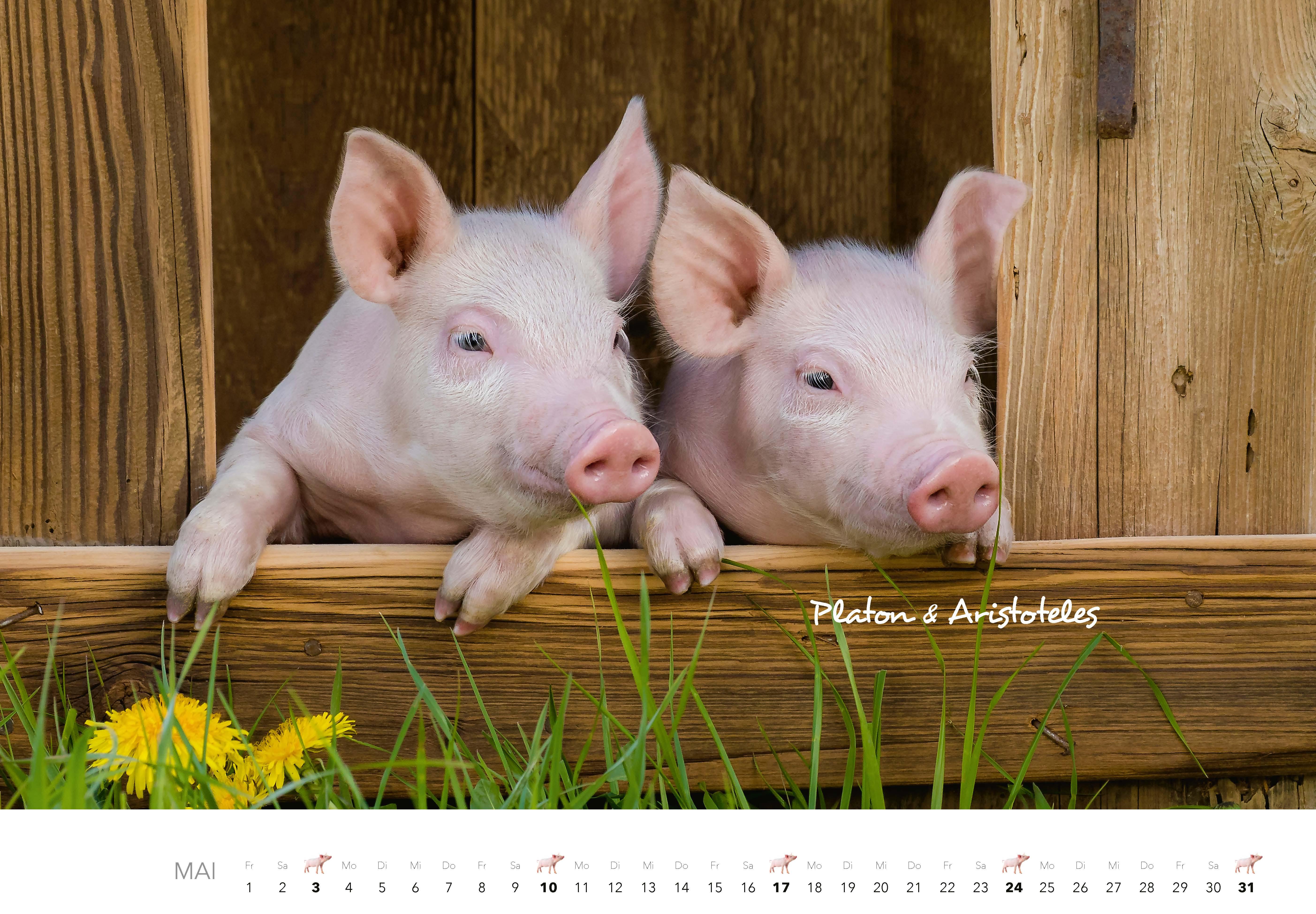 Beispielinhalt (Bild) Schweine Kalender 2026