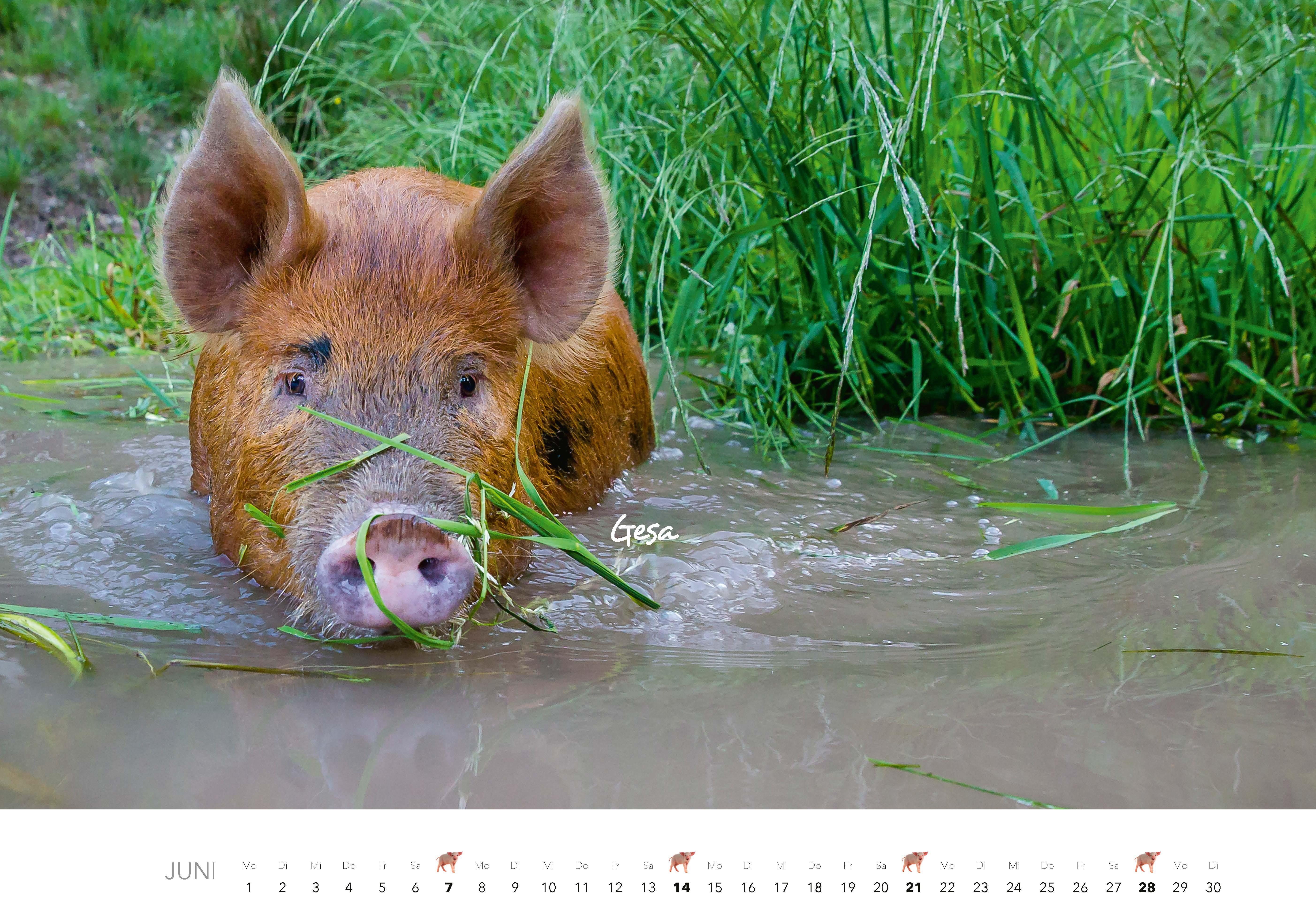 Beispielinhalt (Bild) Schweine Kalender 2026