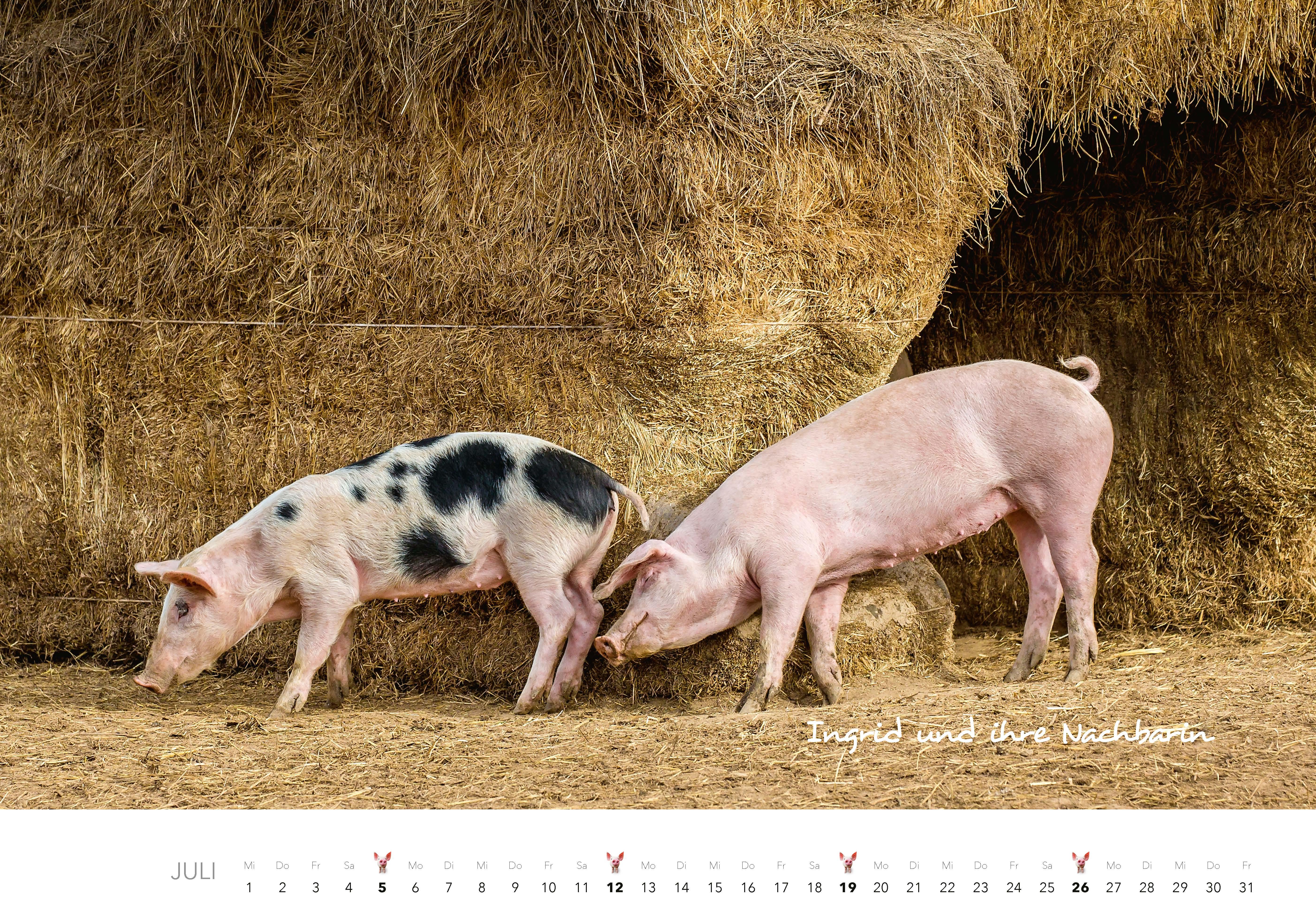 Beispielinhalt (Bild) Schweine Kalender 2026