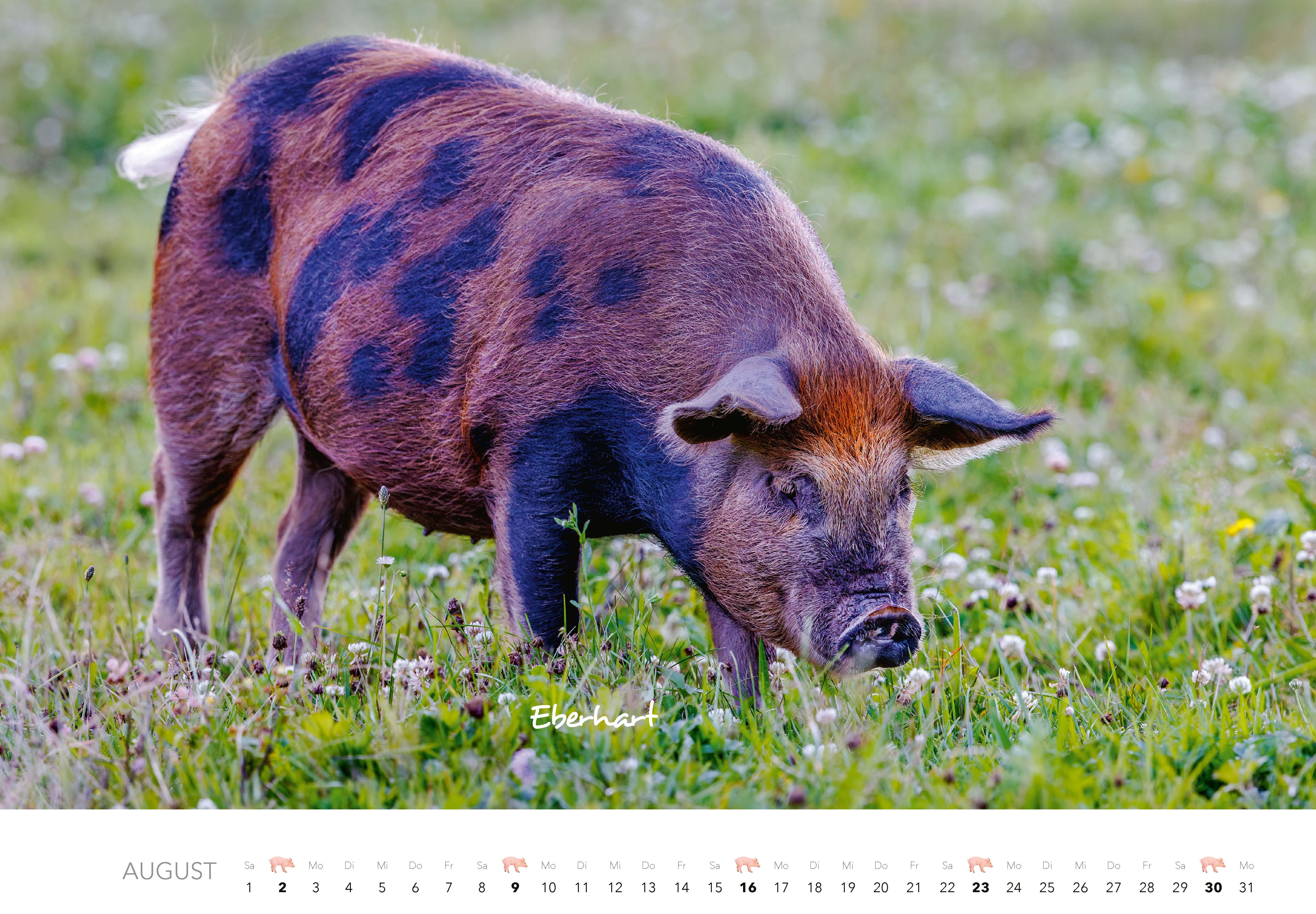Beispielinhalt (Bild) Schweine Kalender 2026