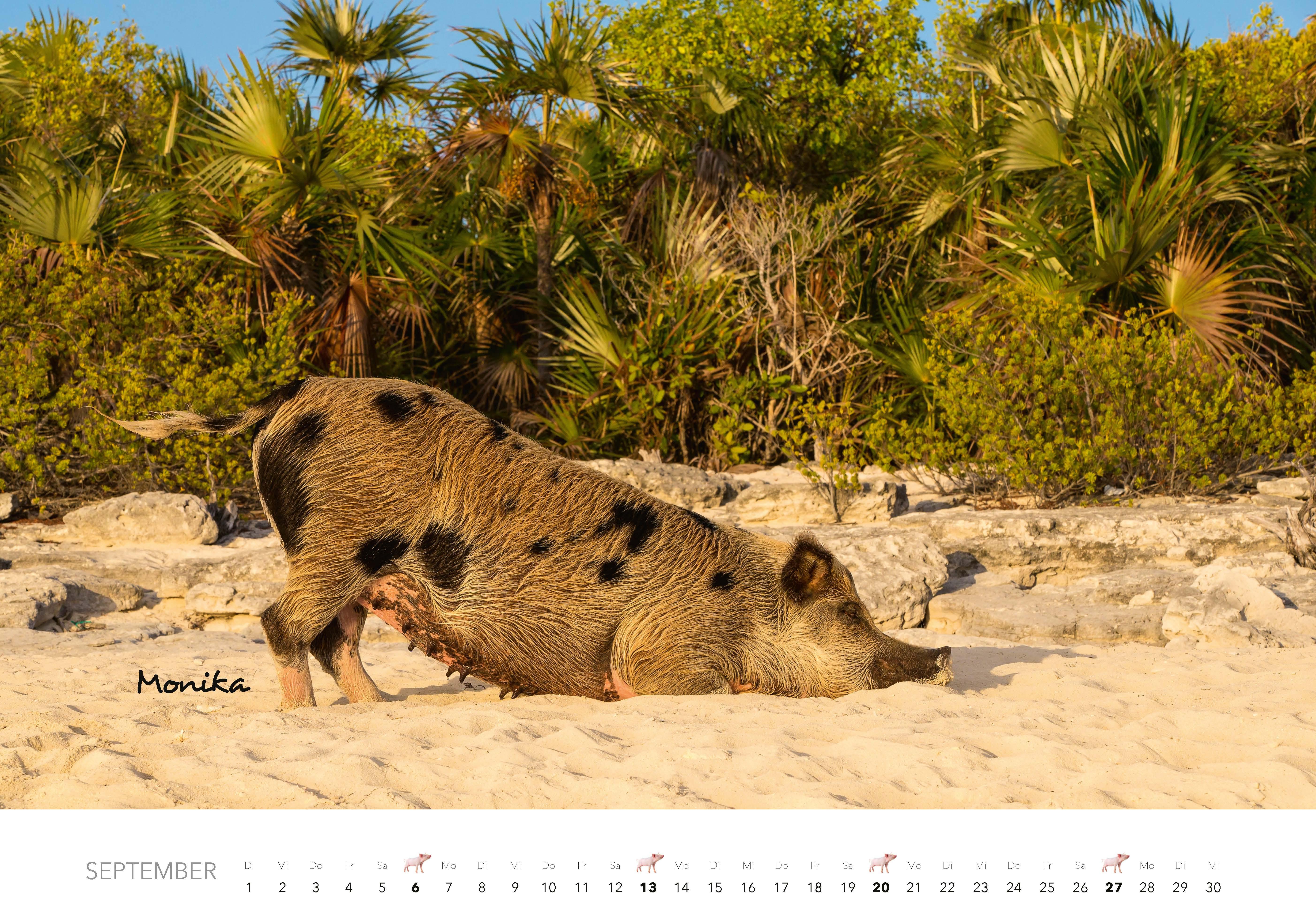 Beispielinhalt (Bild) Schweine Kalender 2026