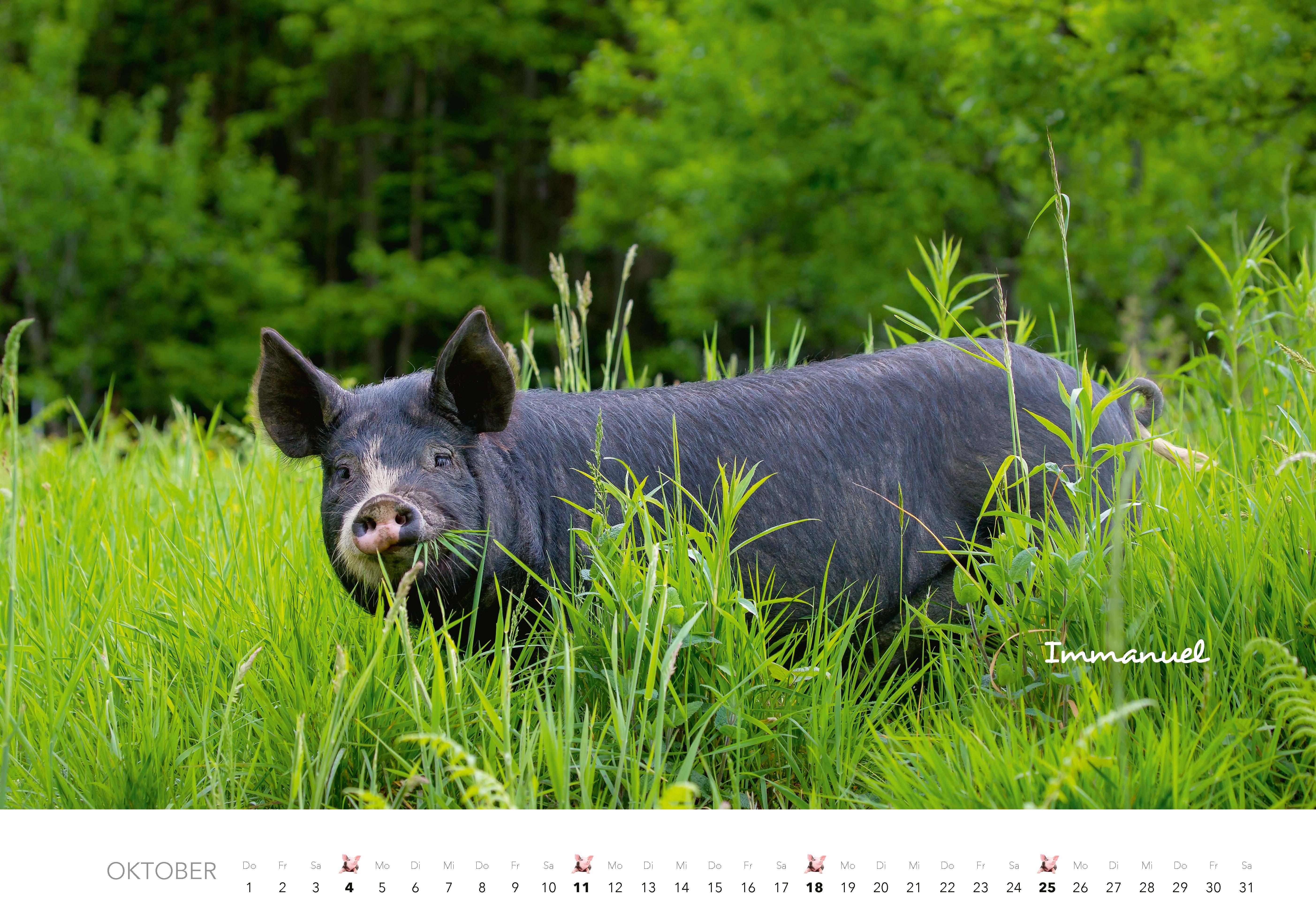 Beispielinhalt (Bild) Schweine Kalender 2026