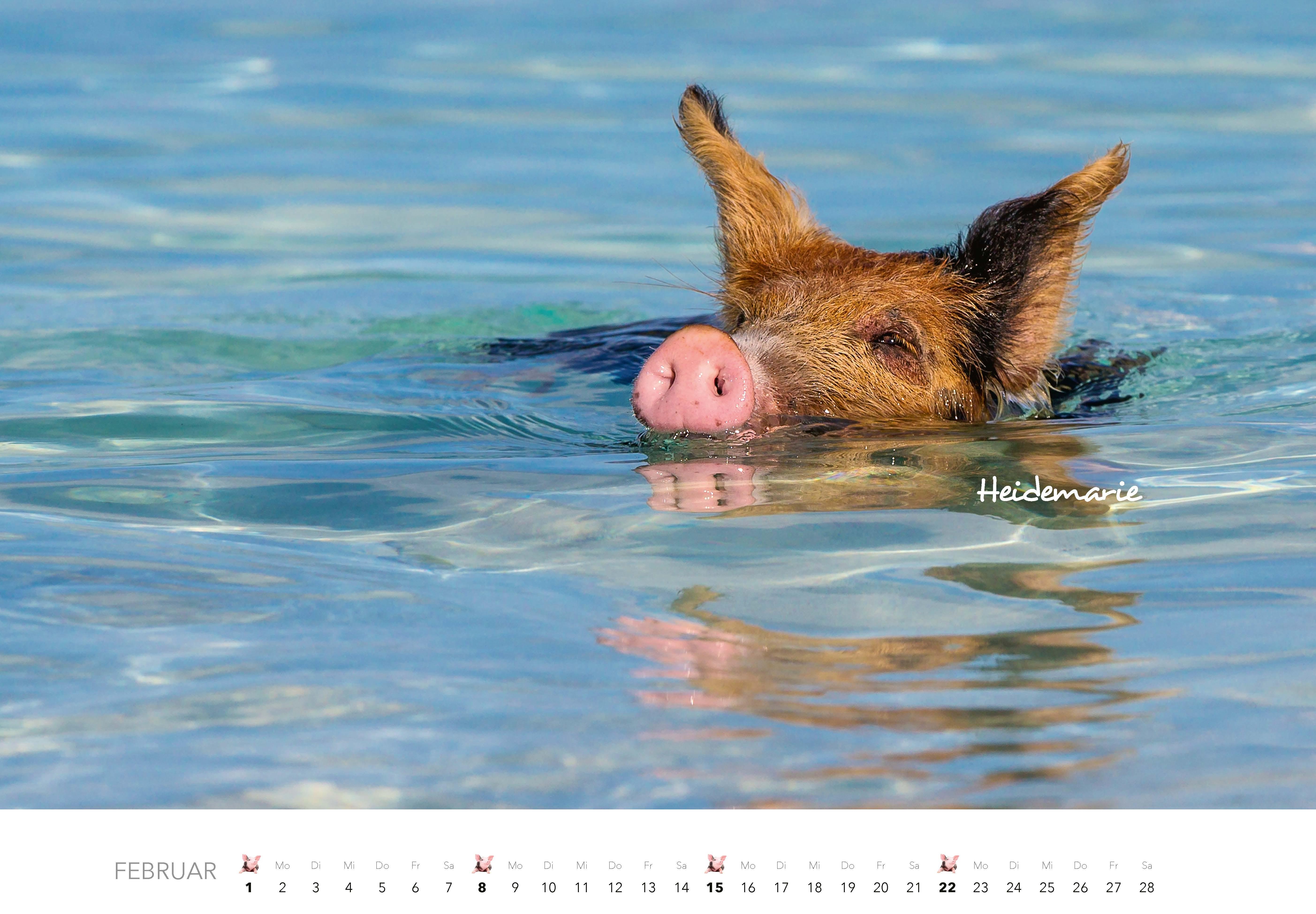 Beispielinhalt (Bild) Schweine Kalender 2026