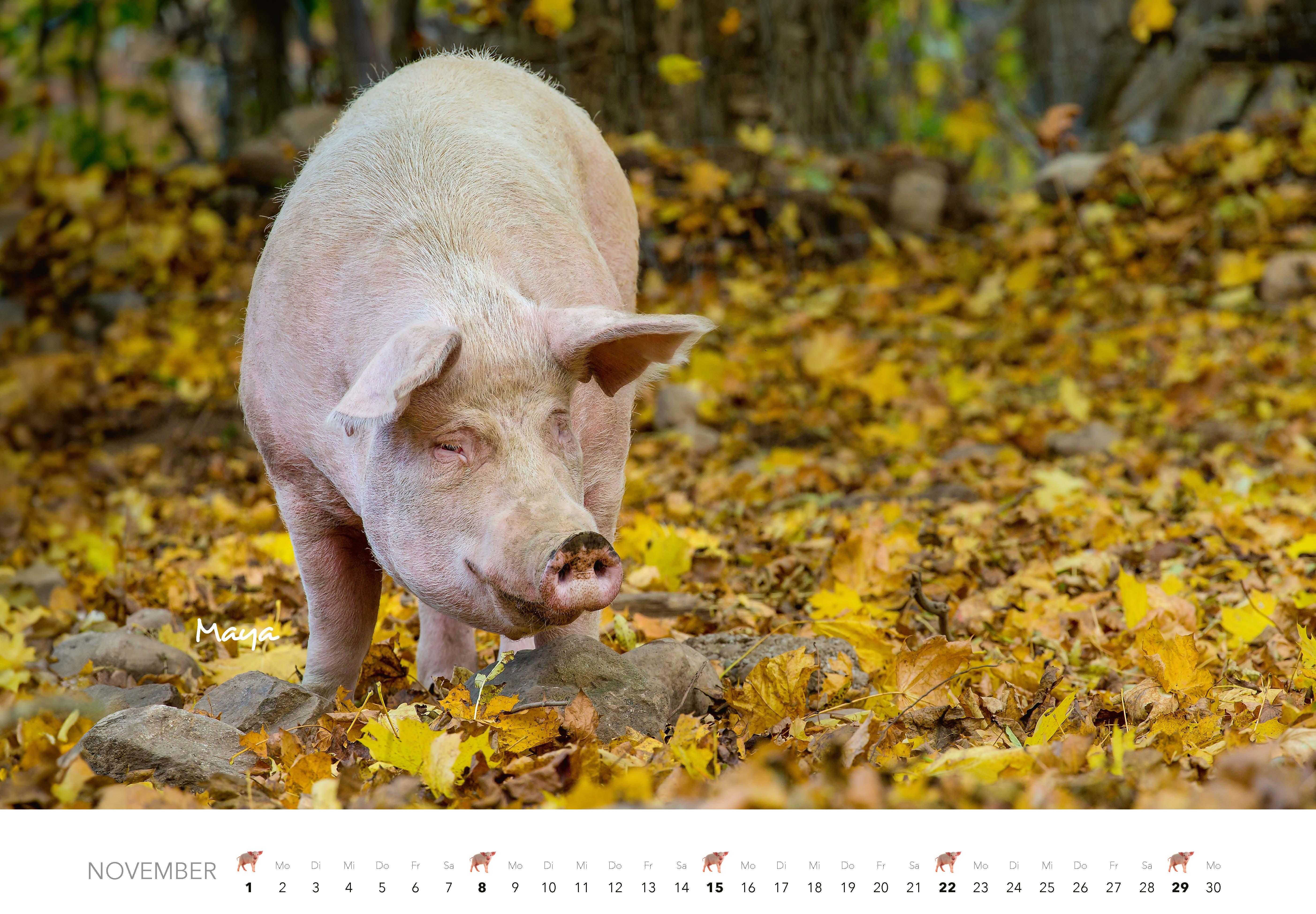 Beispielinhalt (Bild) Schweine Kalender 2026