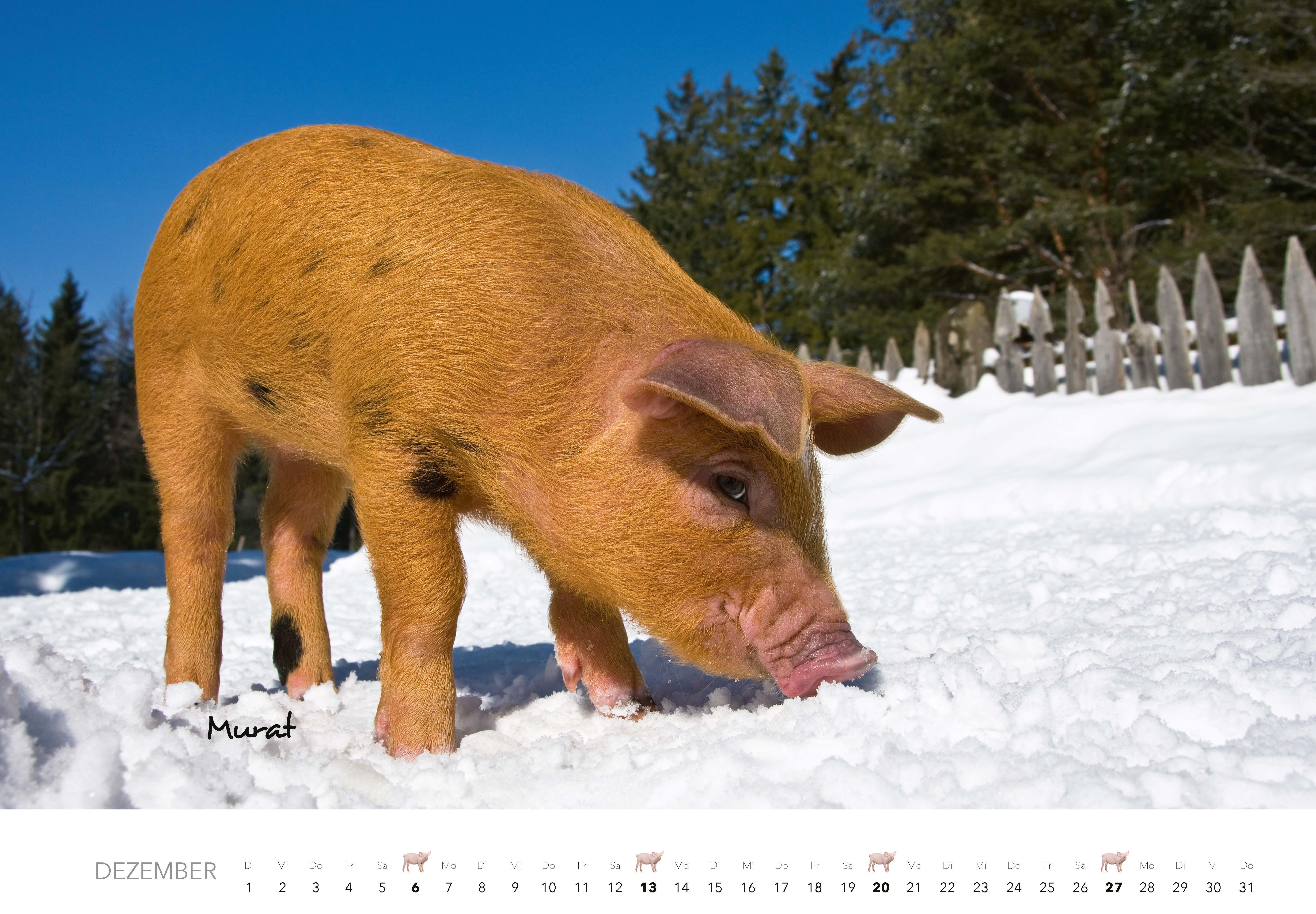 Beispielinhalt (Bild) Schweine Kalender 2026