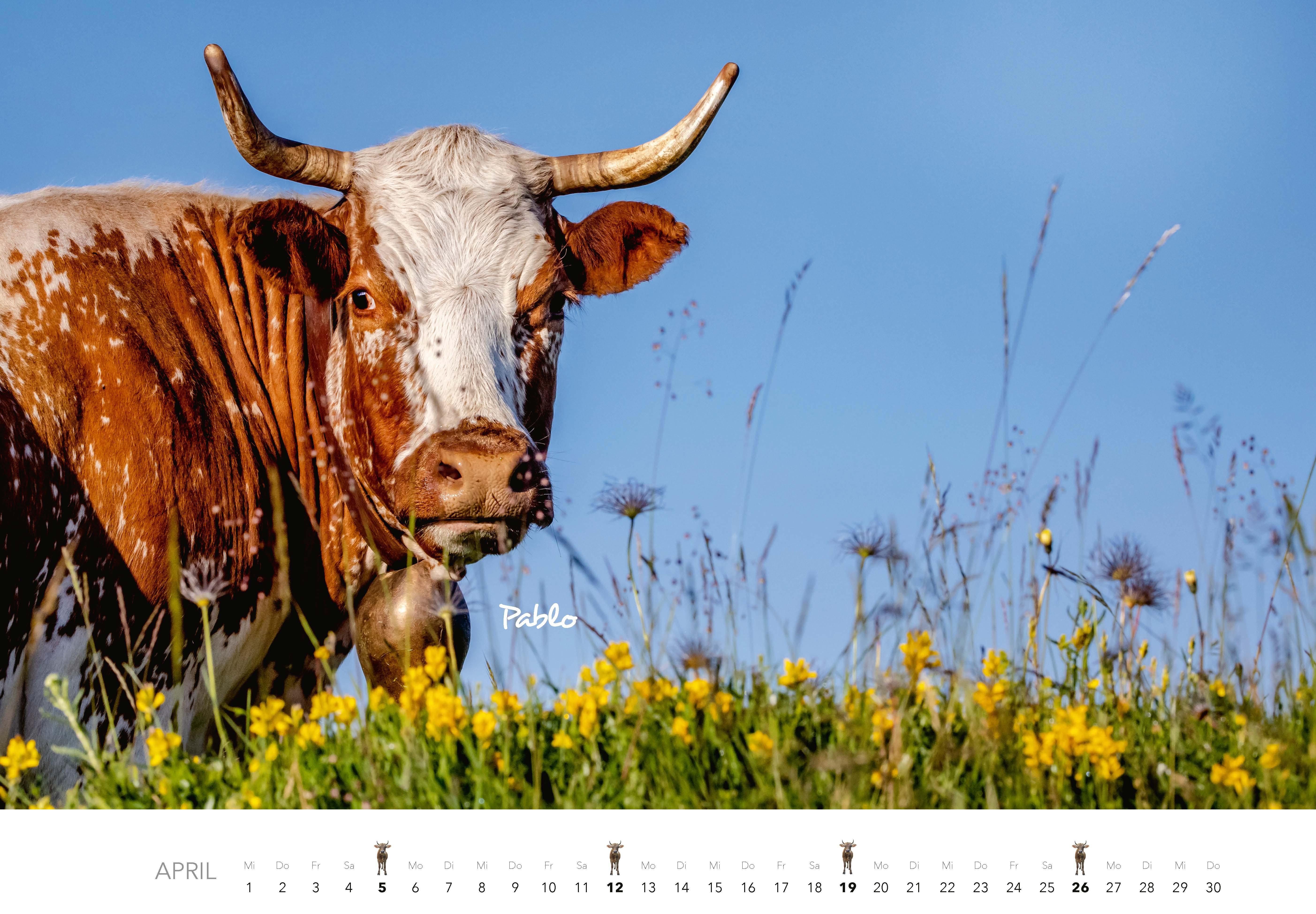 Beispielinhalt (Bild) Kühe Kalender 2026 Wandkalender