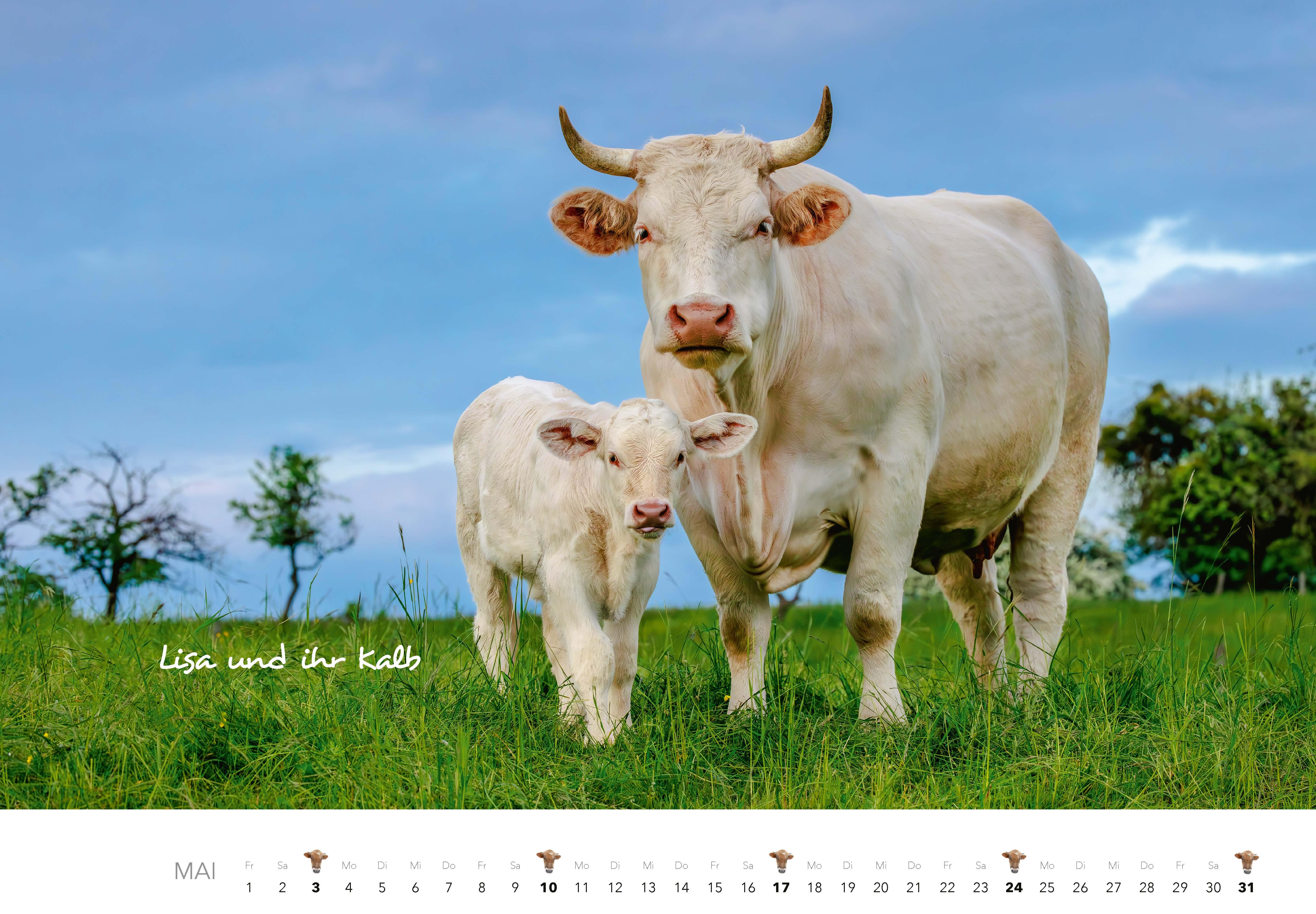 Beispielinhalt (Bild) Kühe Kalender 2026 Wandkalender