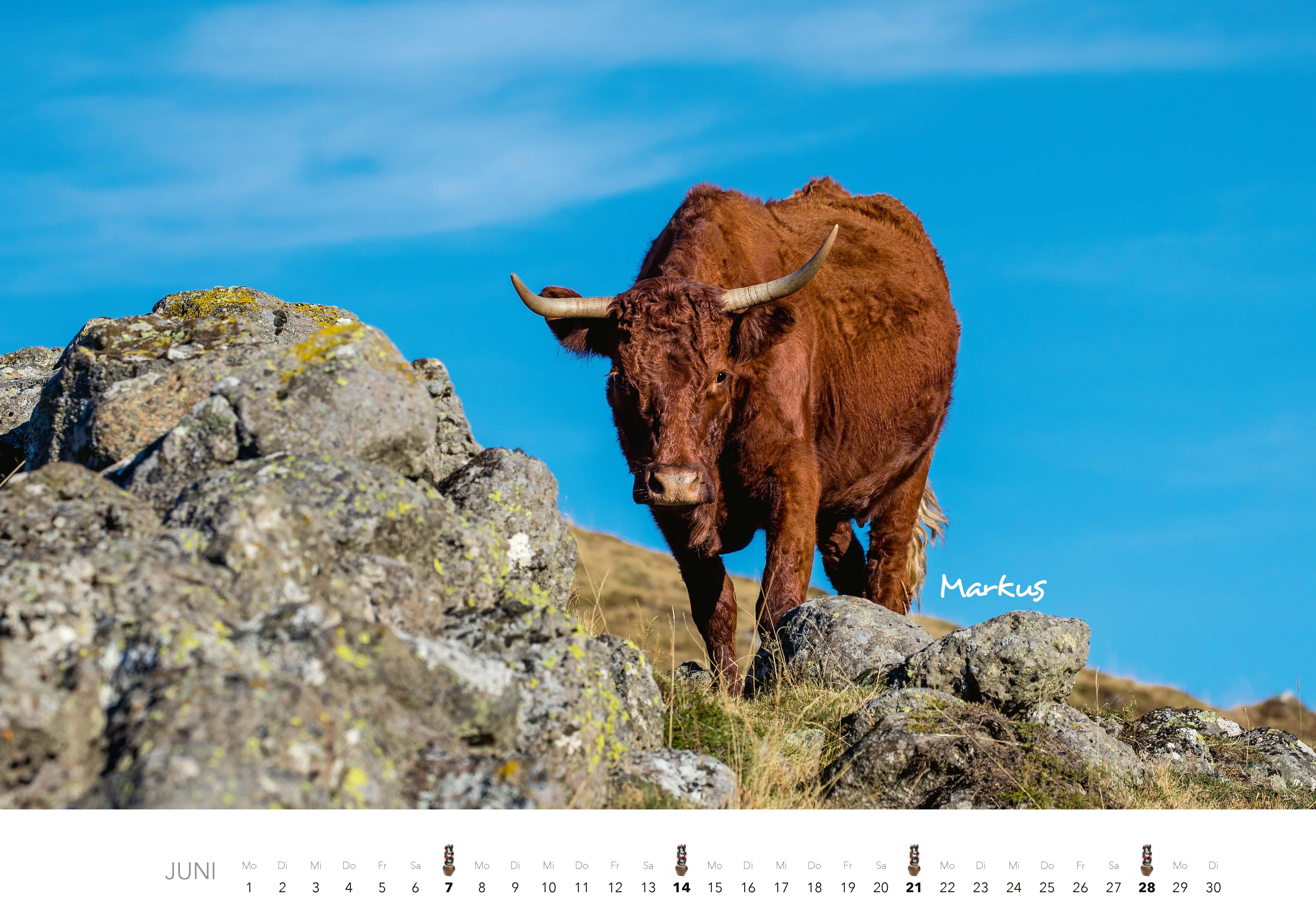 Beispielinhalt (Bild) Kühe Kalender 2026 Wandkalender