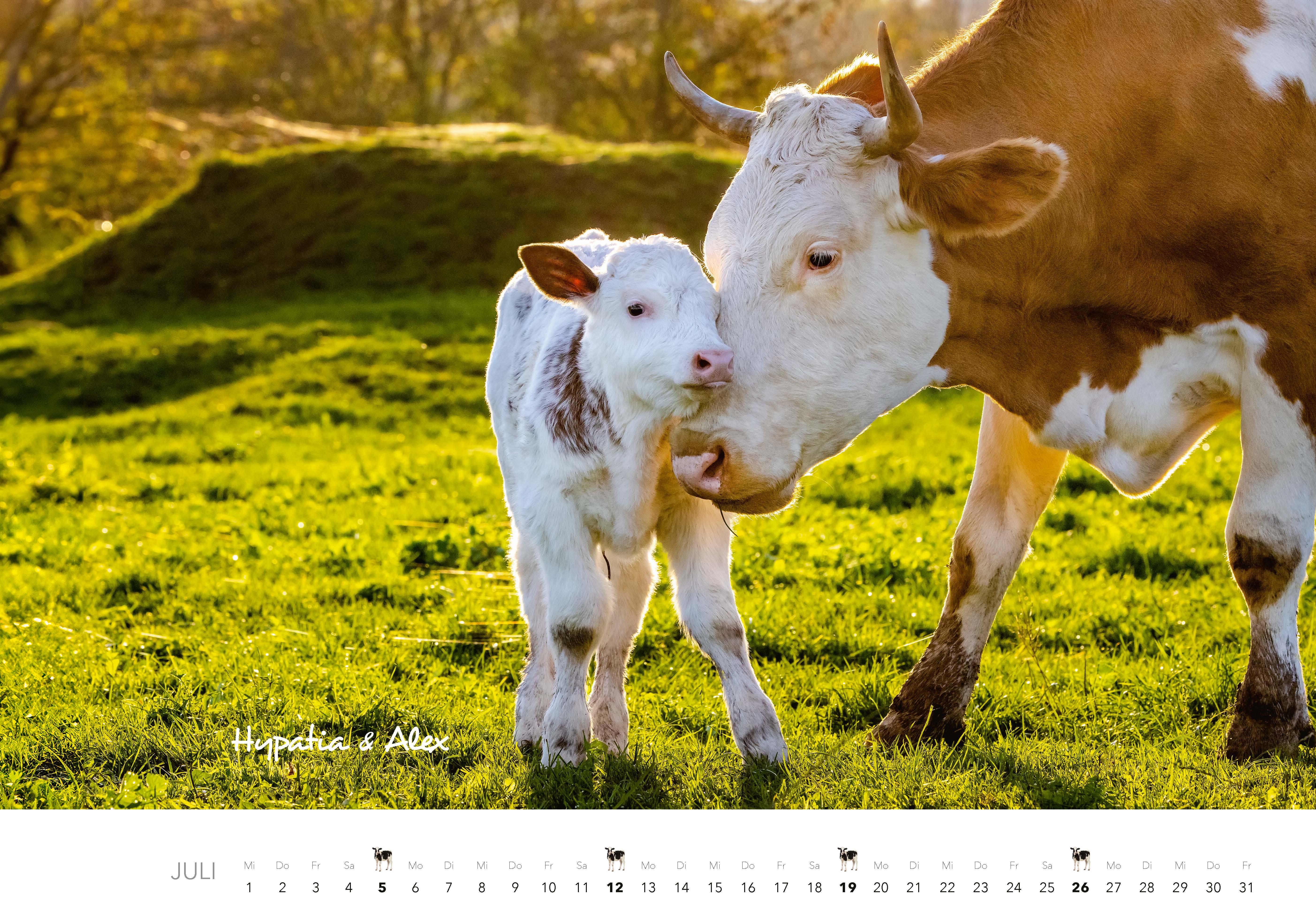 Beispielinhalt (Bild) Kühe Kalender 2026 Wandkalender