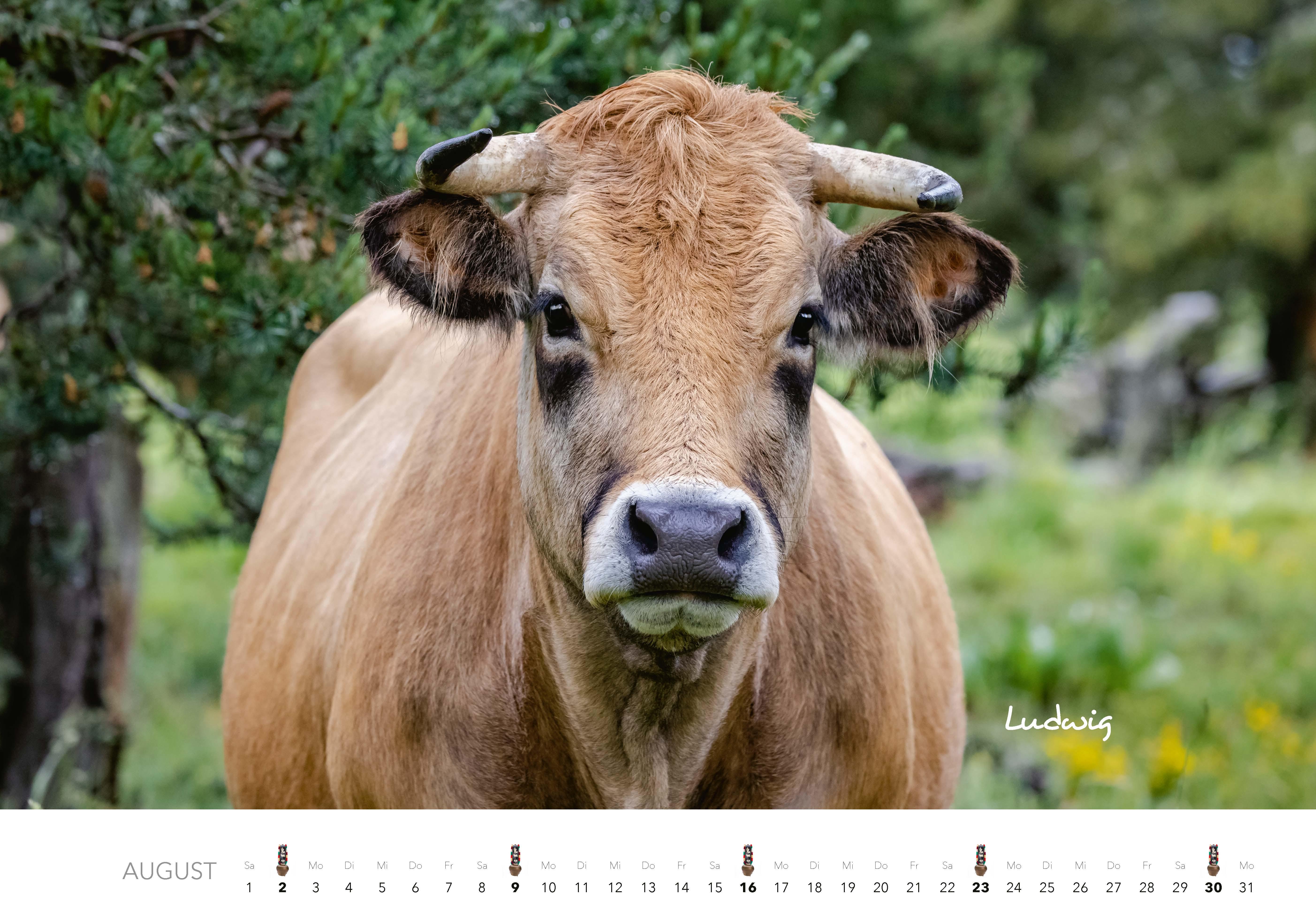 Beispielinhalt (Bild) Kühe Kalender 2026 Wandkalender